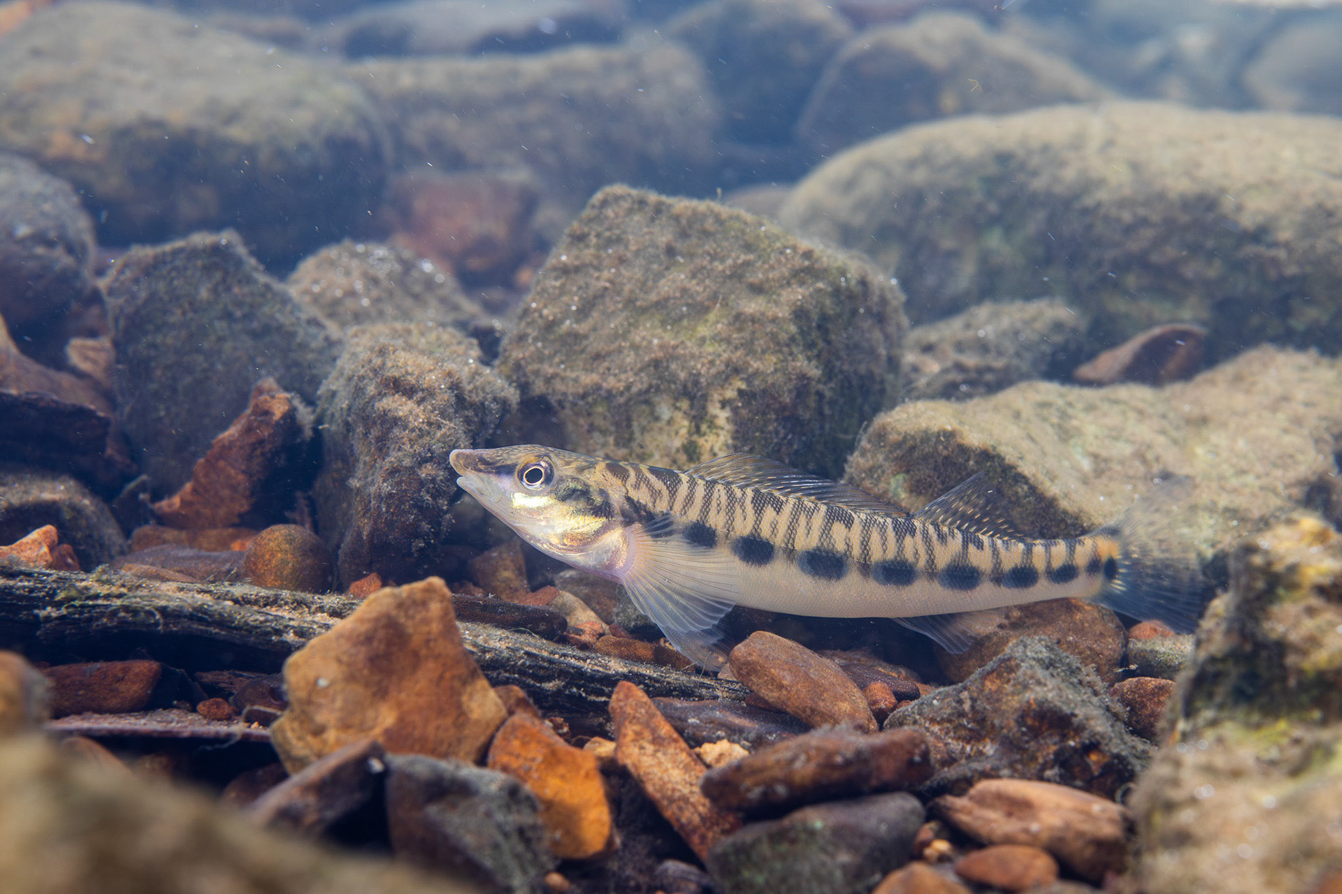 Blotchside Logperch