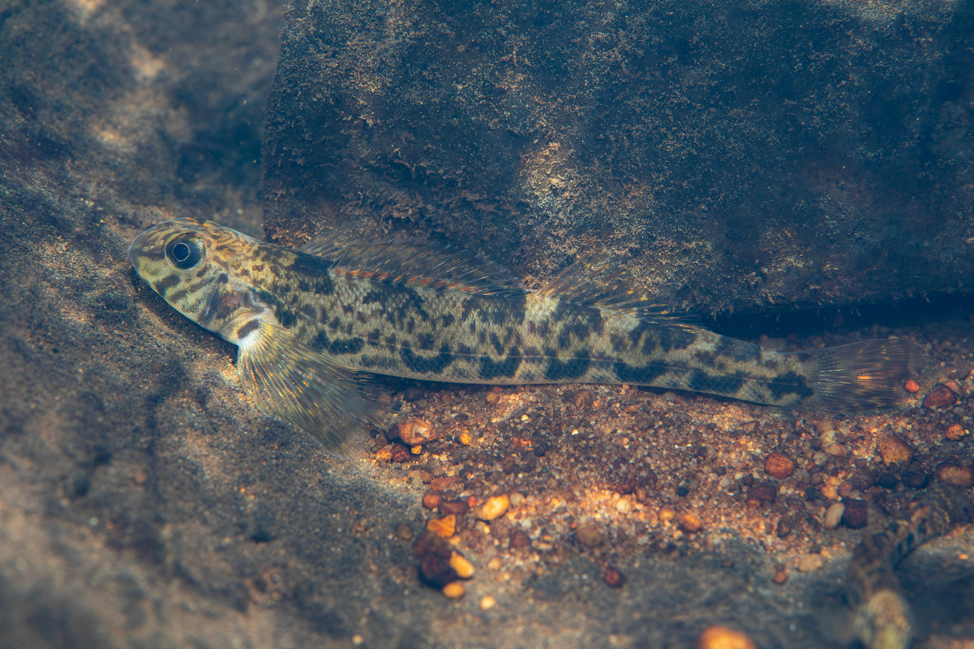 Greenside Darter