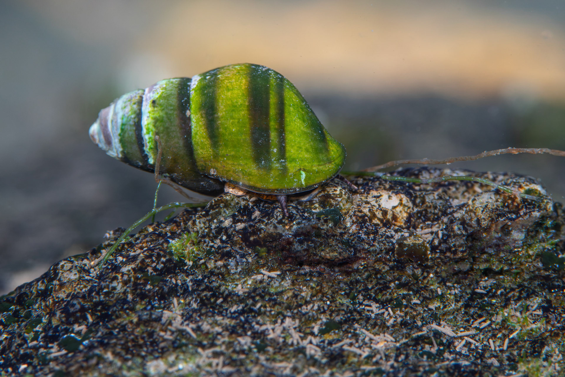 Elimia sp.