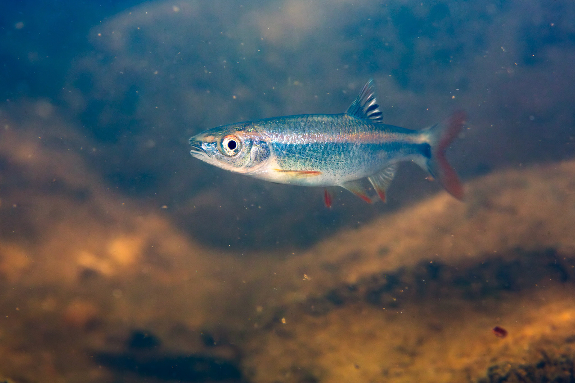 Tallapoosa Shiner