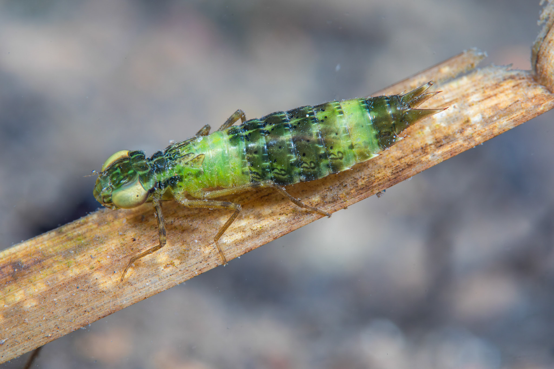 Common Green Darner