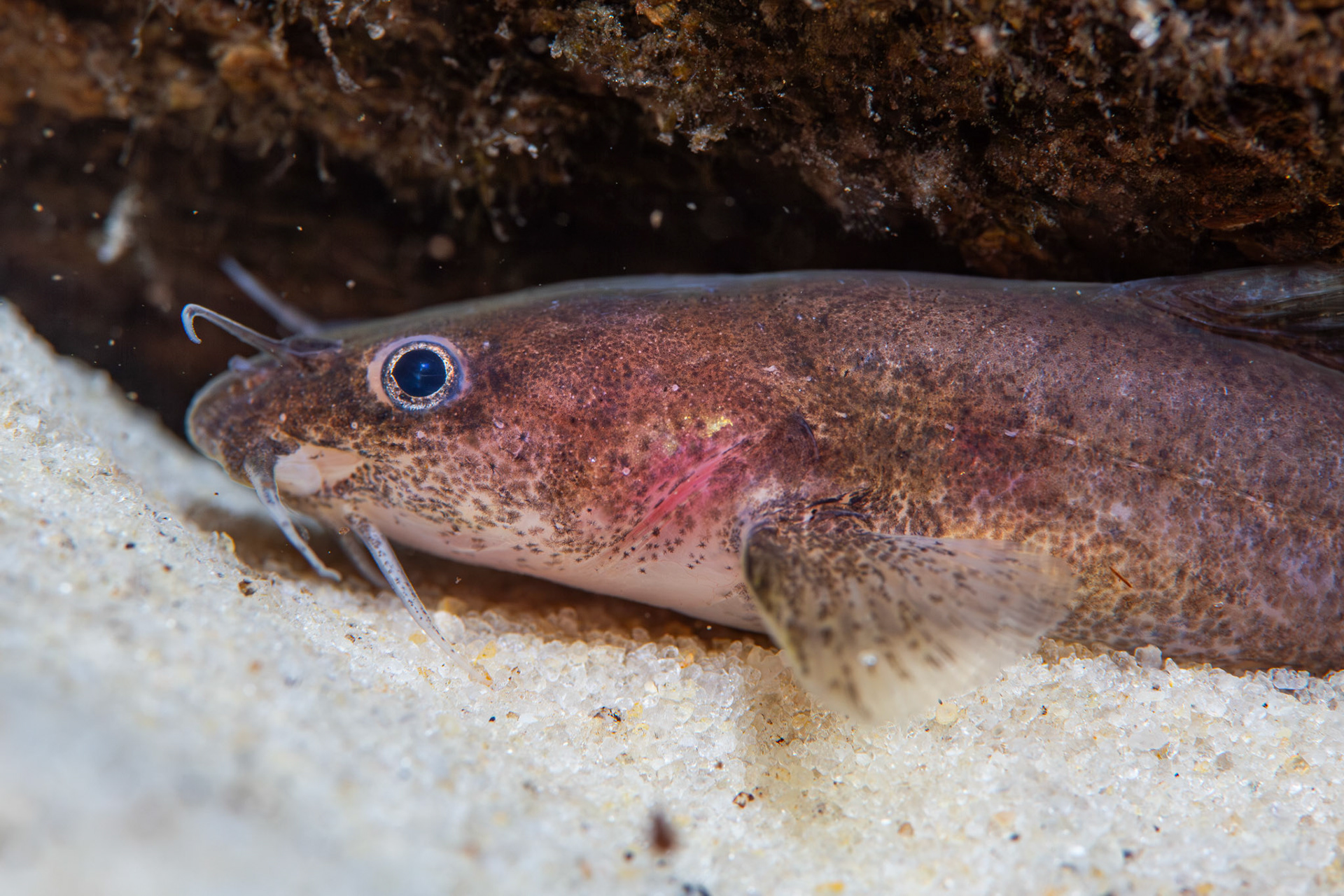 Speckled madtom (Noturus leptacanthus)
