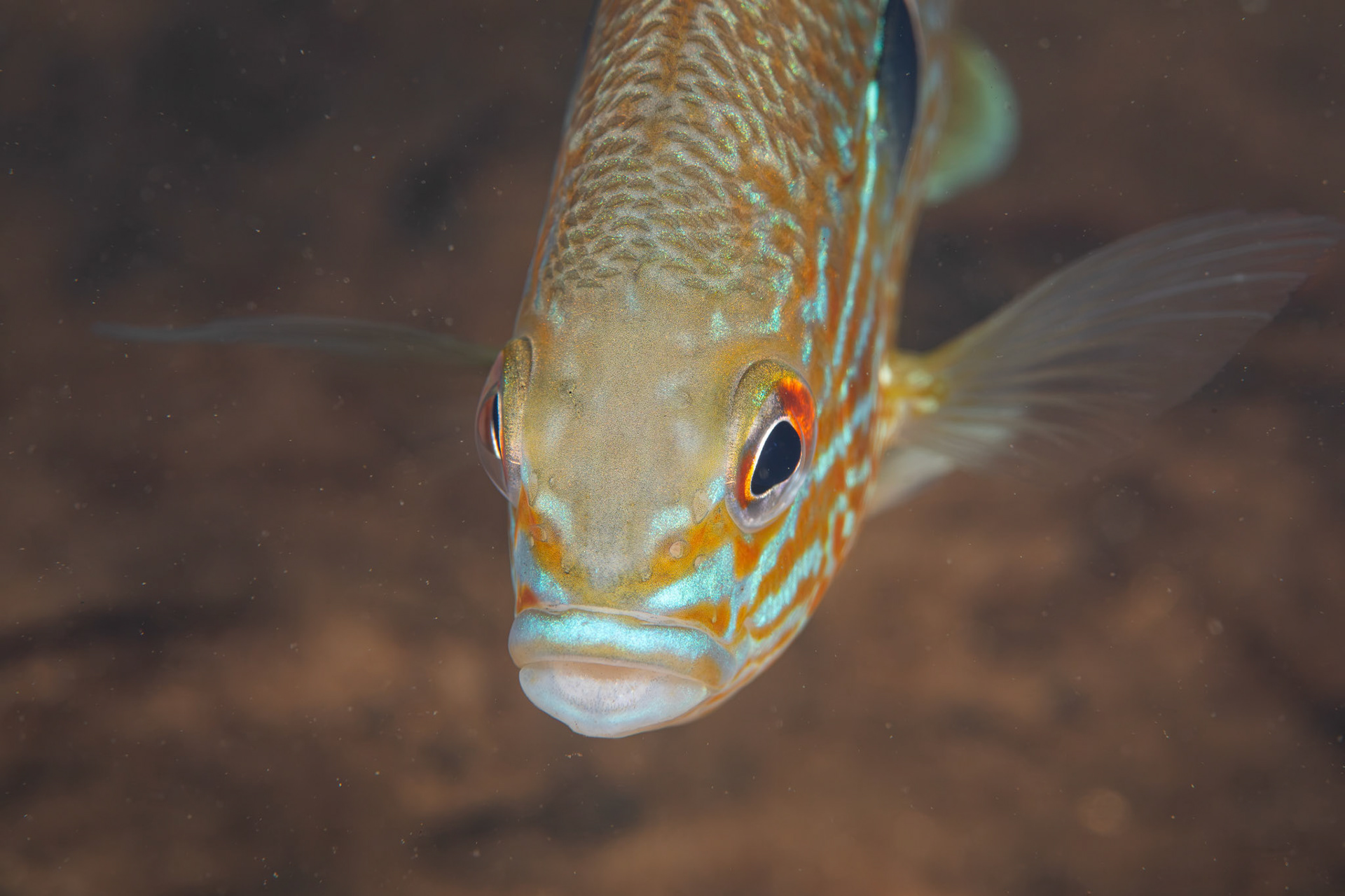 Longear Sunfish