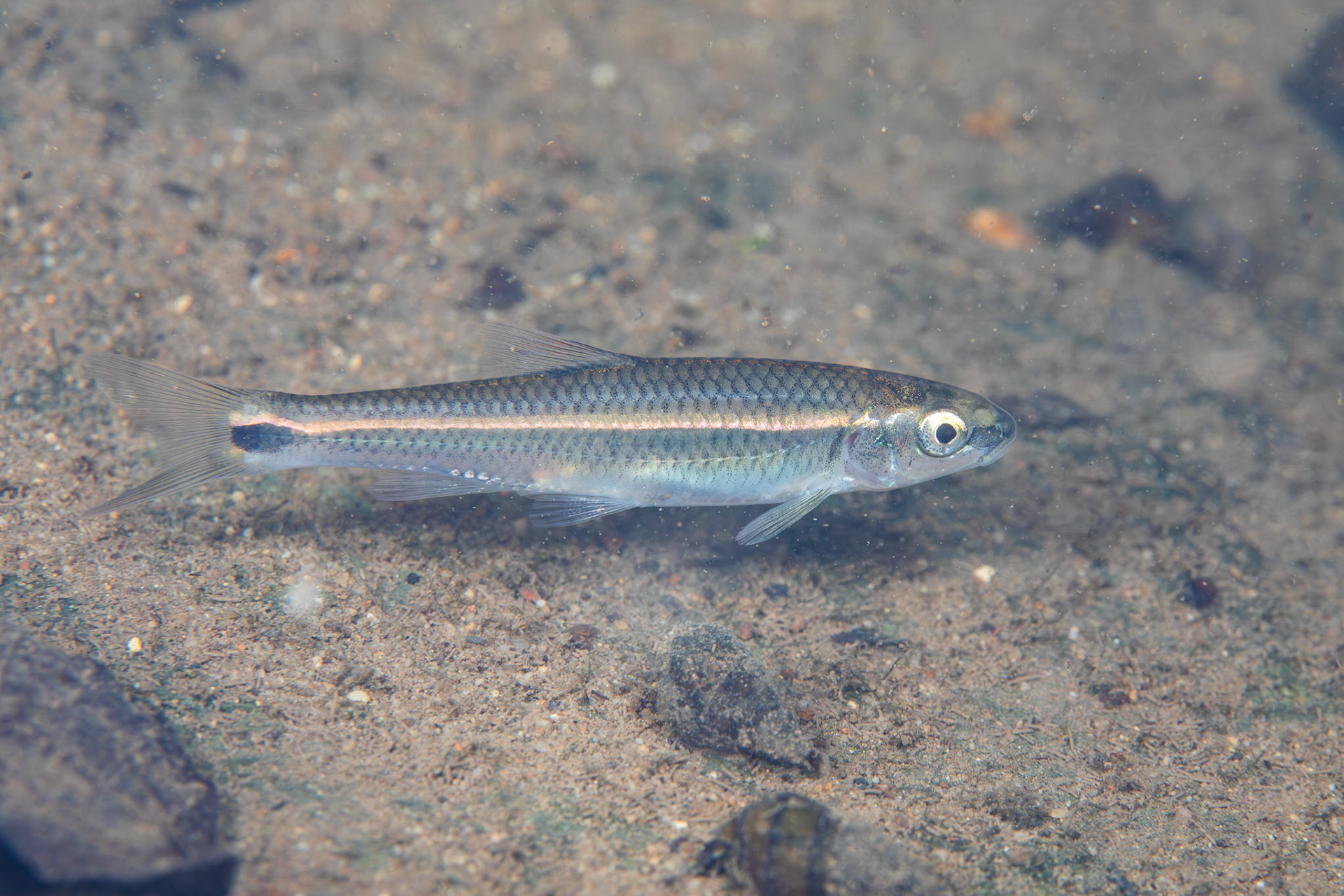 Alabama Shiner