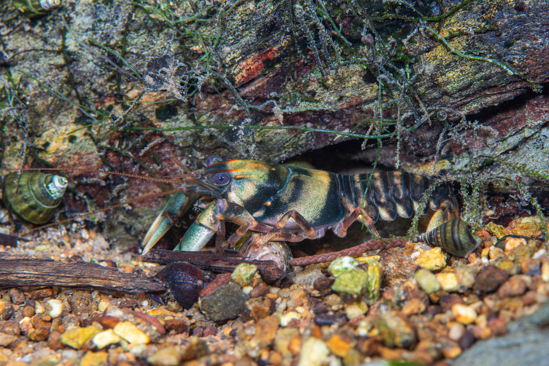 Coosa Crayfish
