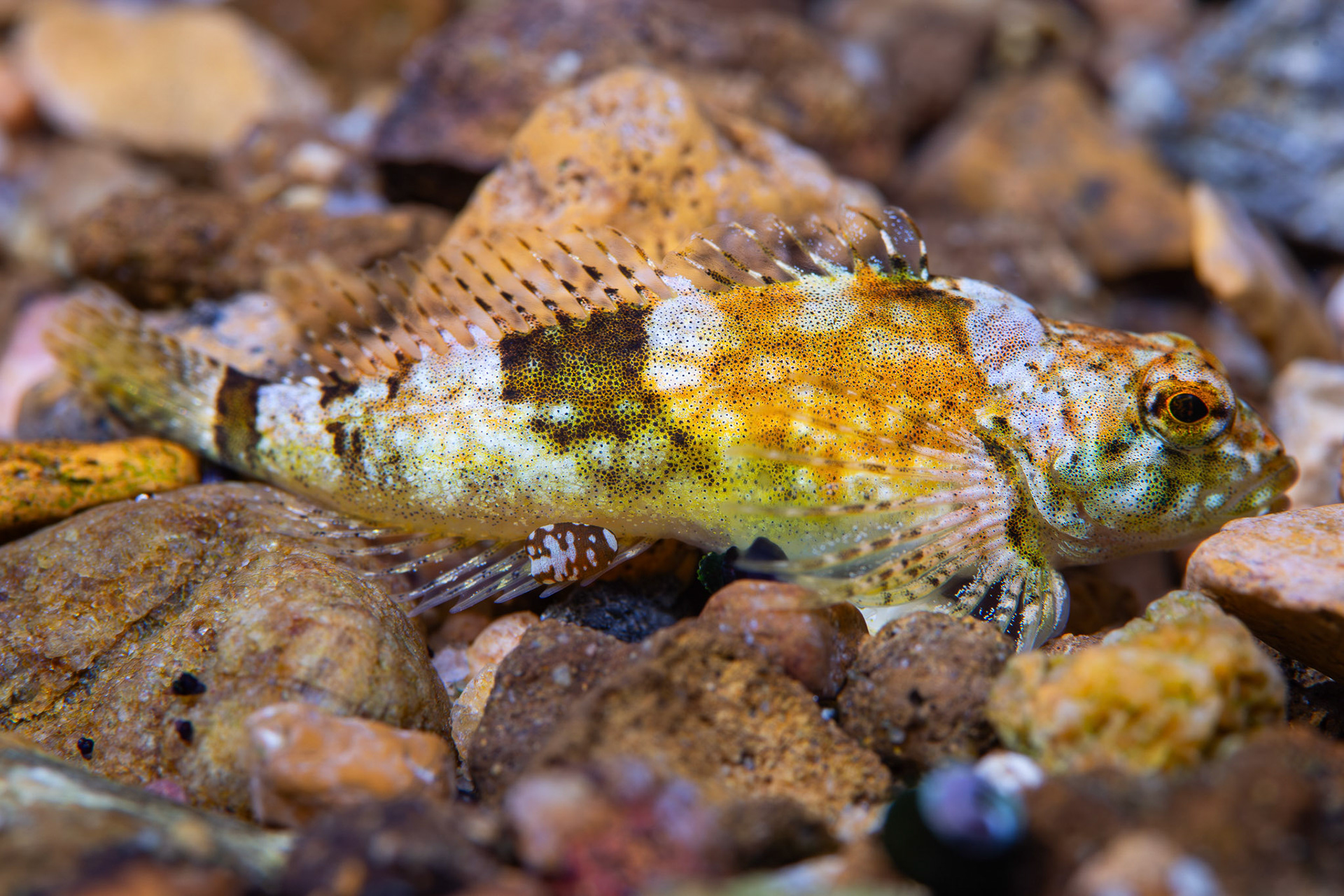 Pygmy Sculpin