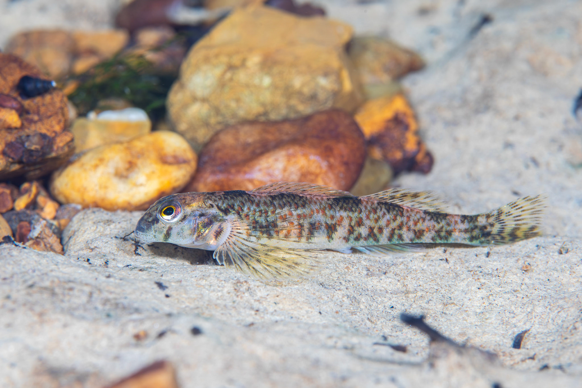 Rock Darter