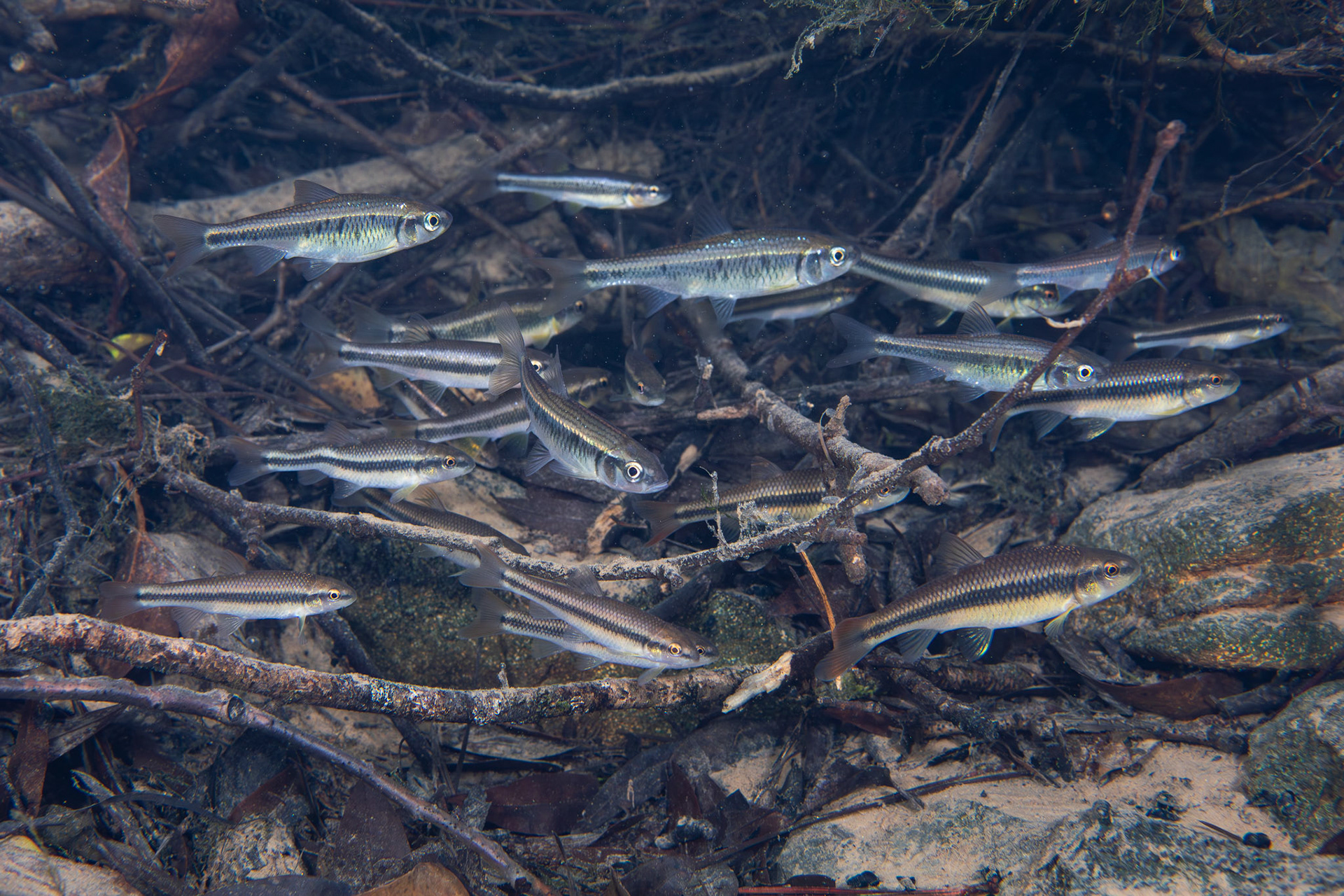 Bluehead Chub &amp; Southern Striped Shiner