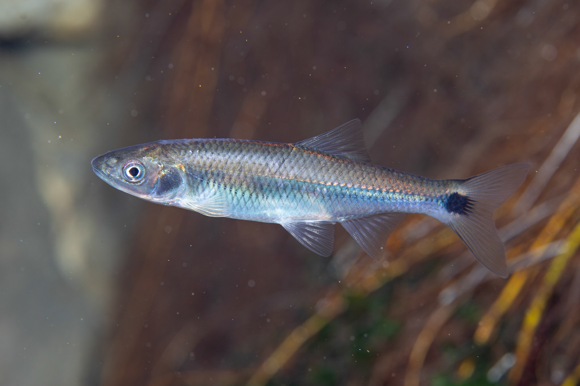 Slender Blacktail Shiner