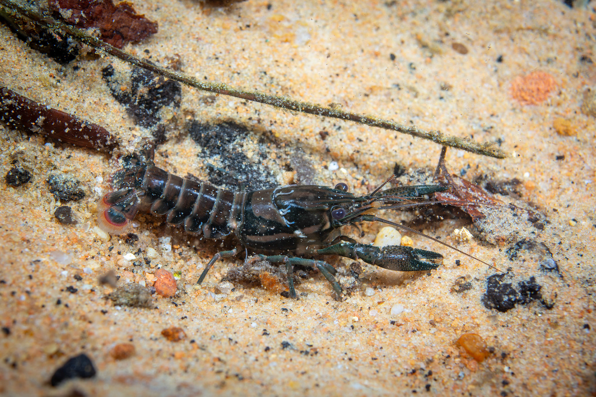 Sly Crayfish (Procambarus versutus) &amp; Crayfish Worms (Branchiobdellidae)
