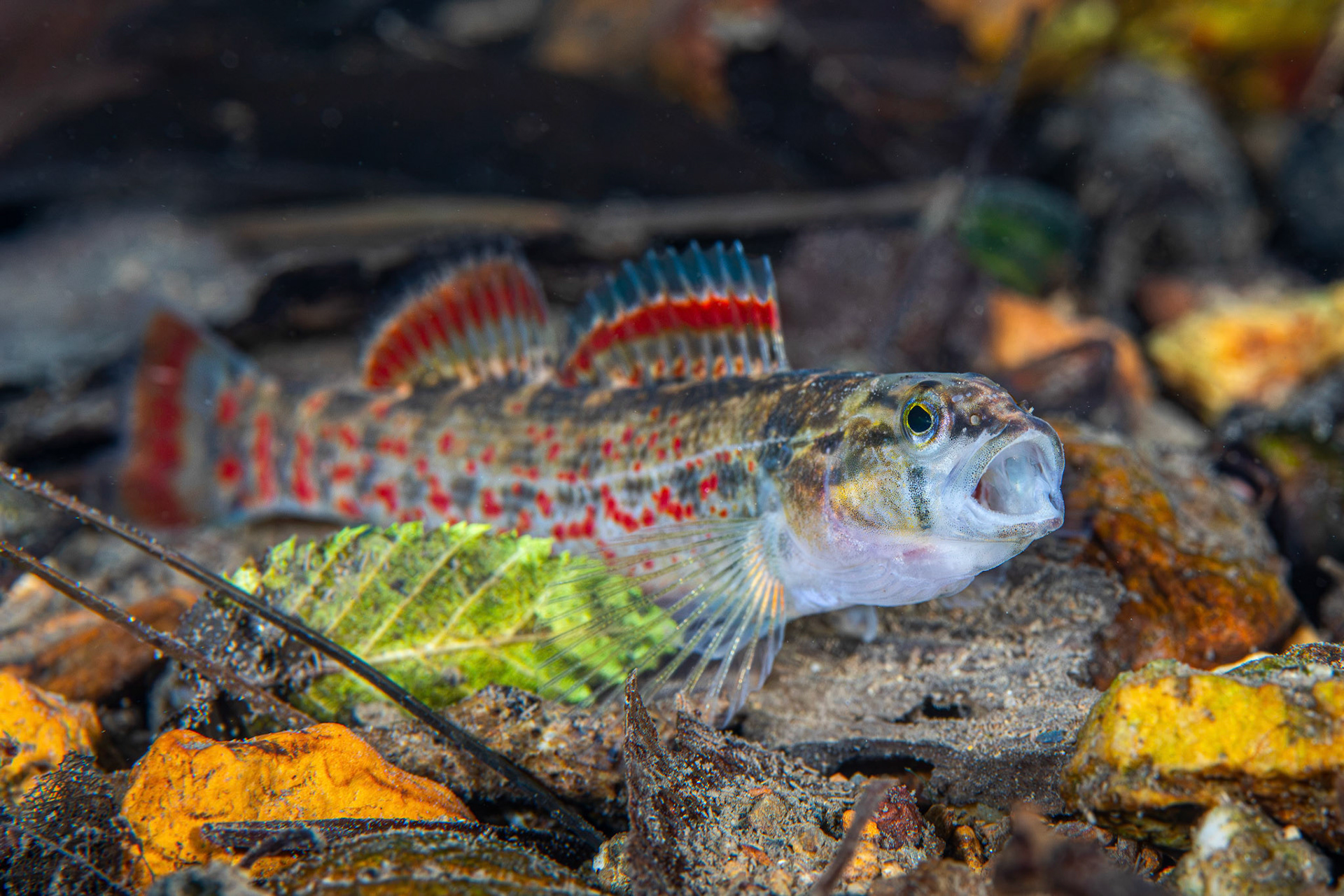 Redspot Darter