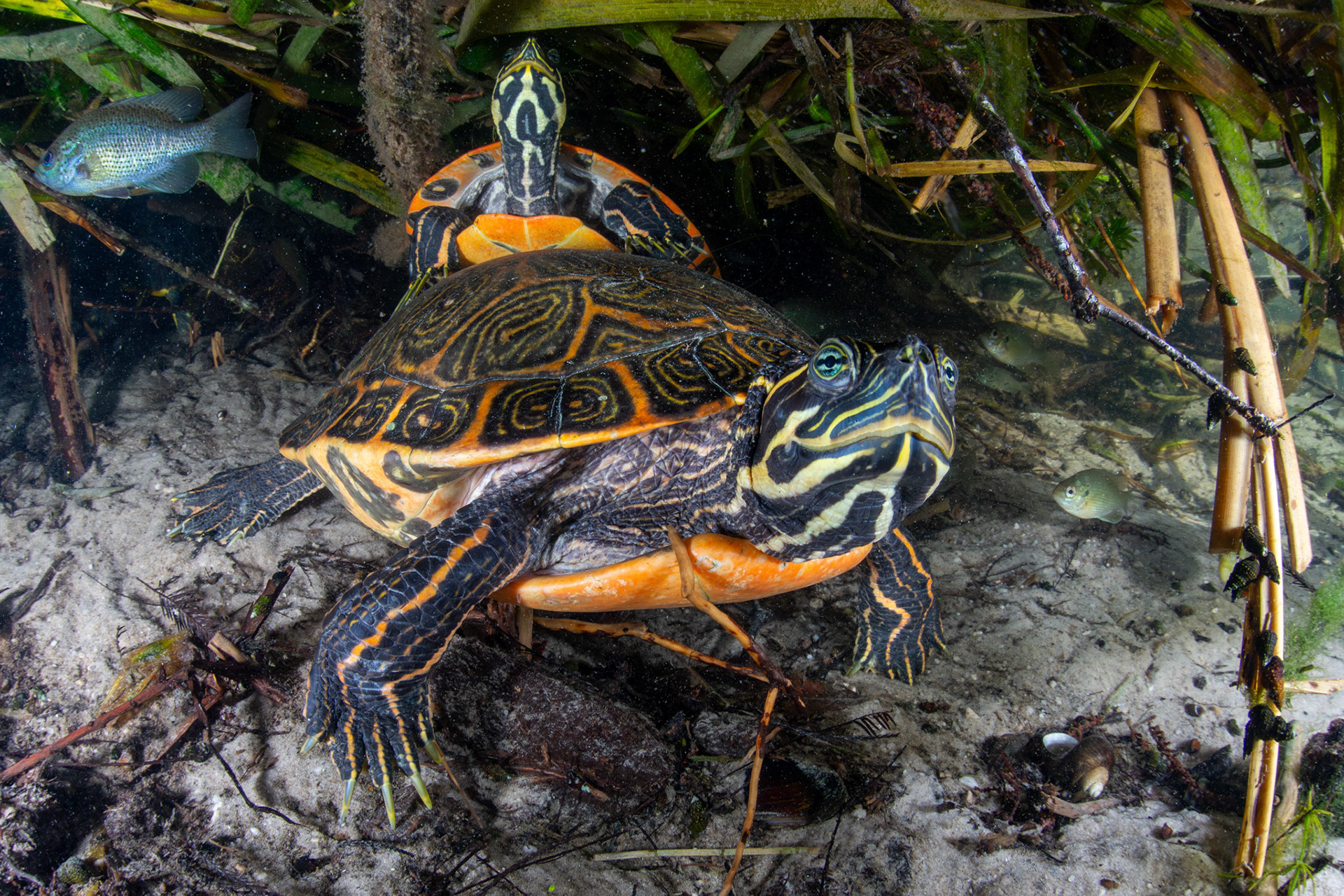 River Cooter (Pseudemys concinna)