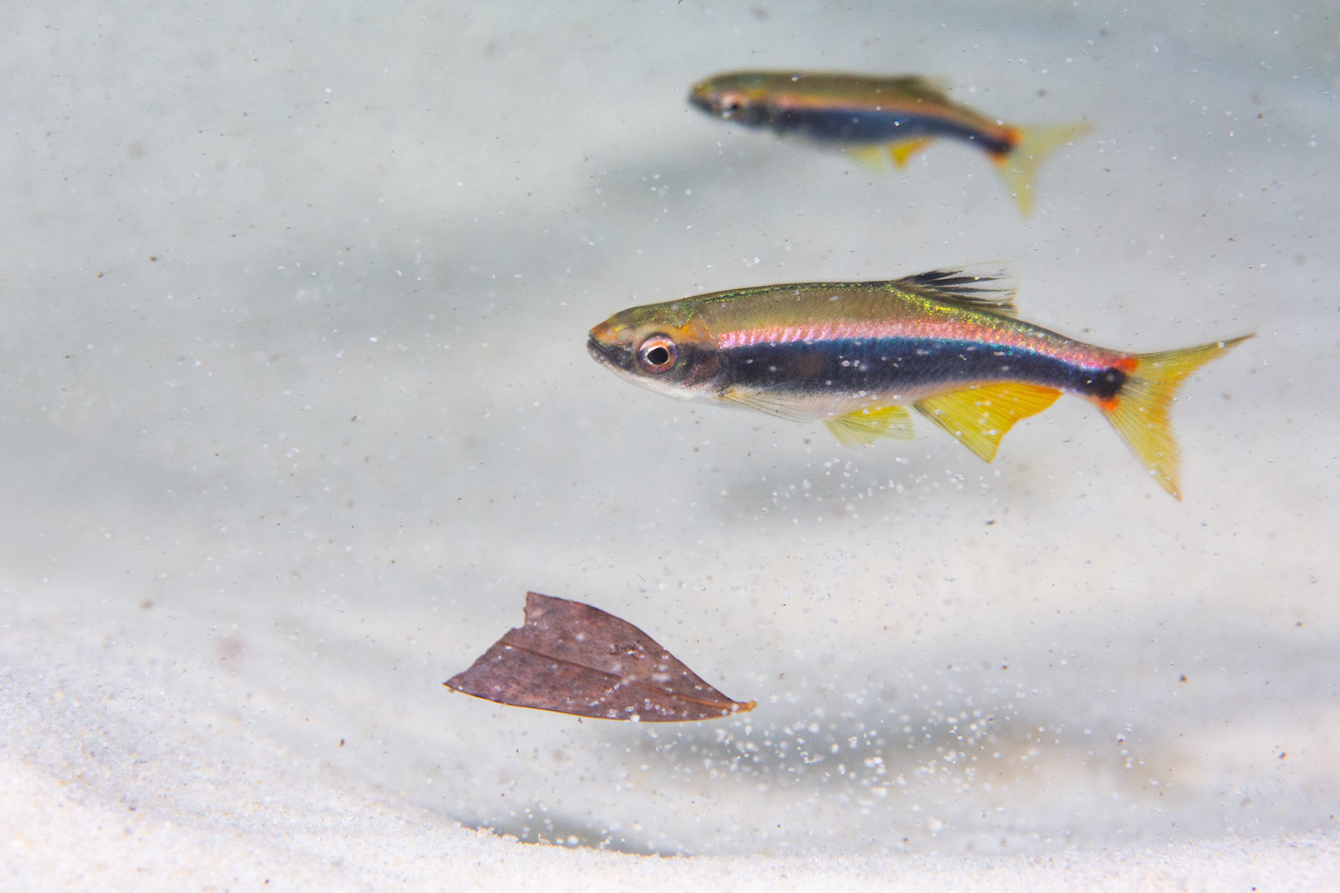 Sailfin Shiners (Pteronotropis hypselopterus)