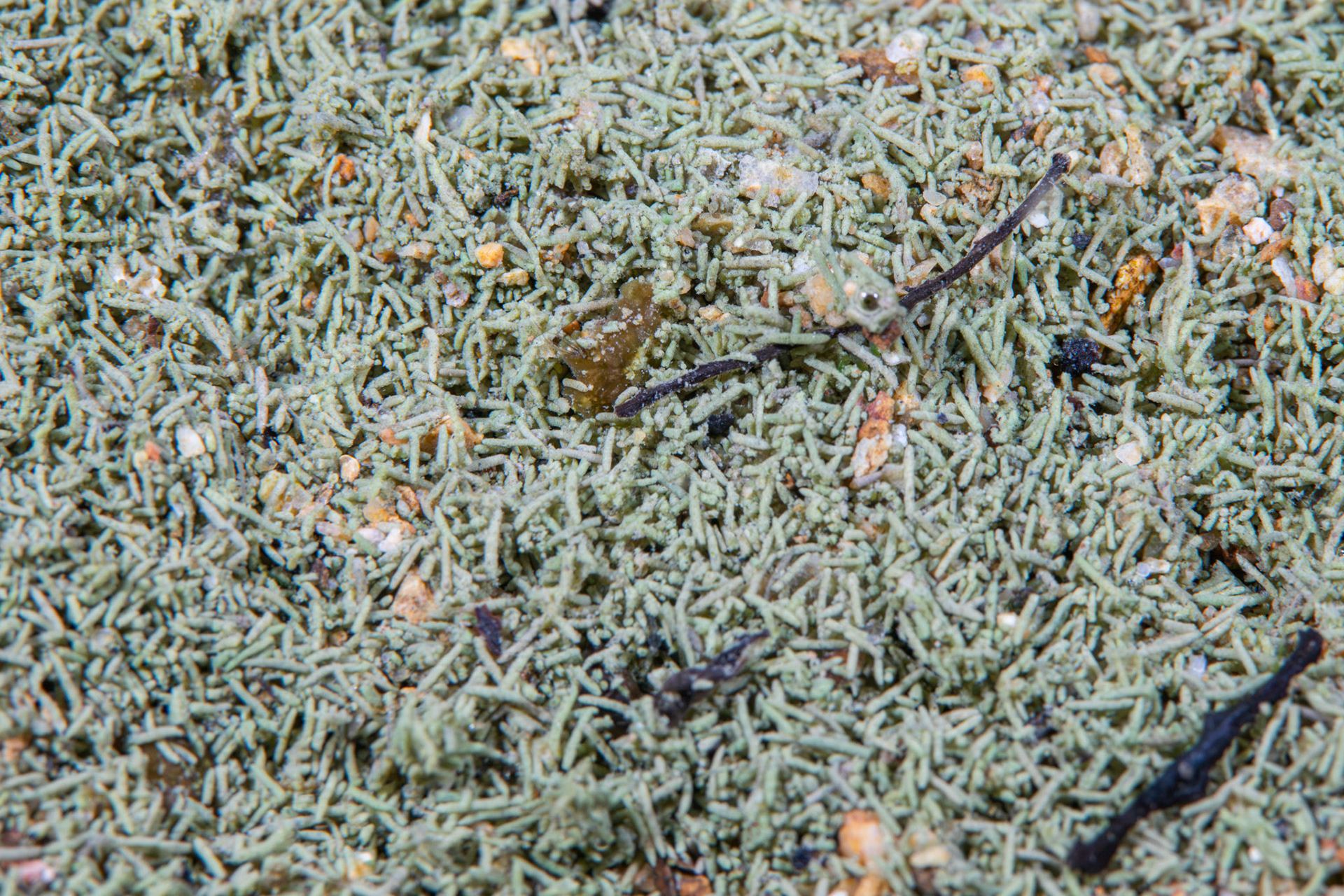 Snail Droppings