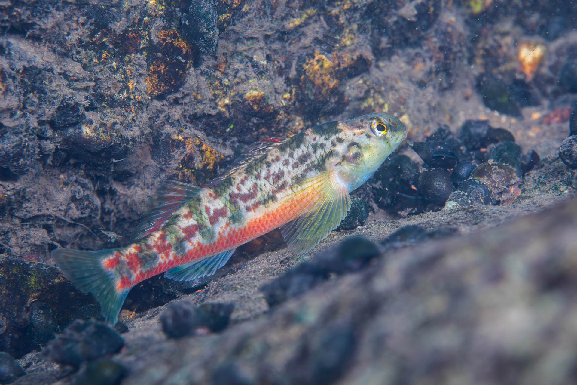 Vermilion Darter