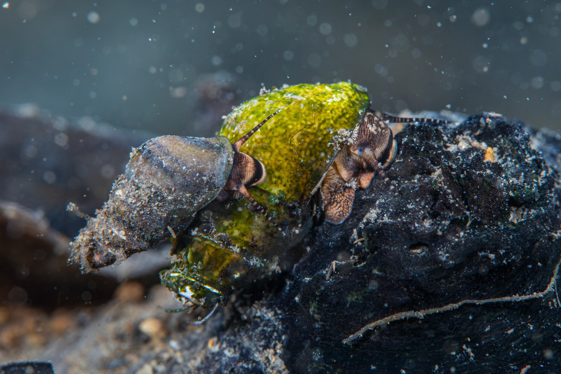 Elimia sp.