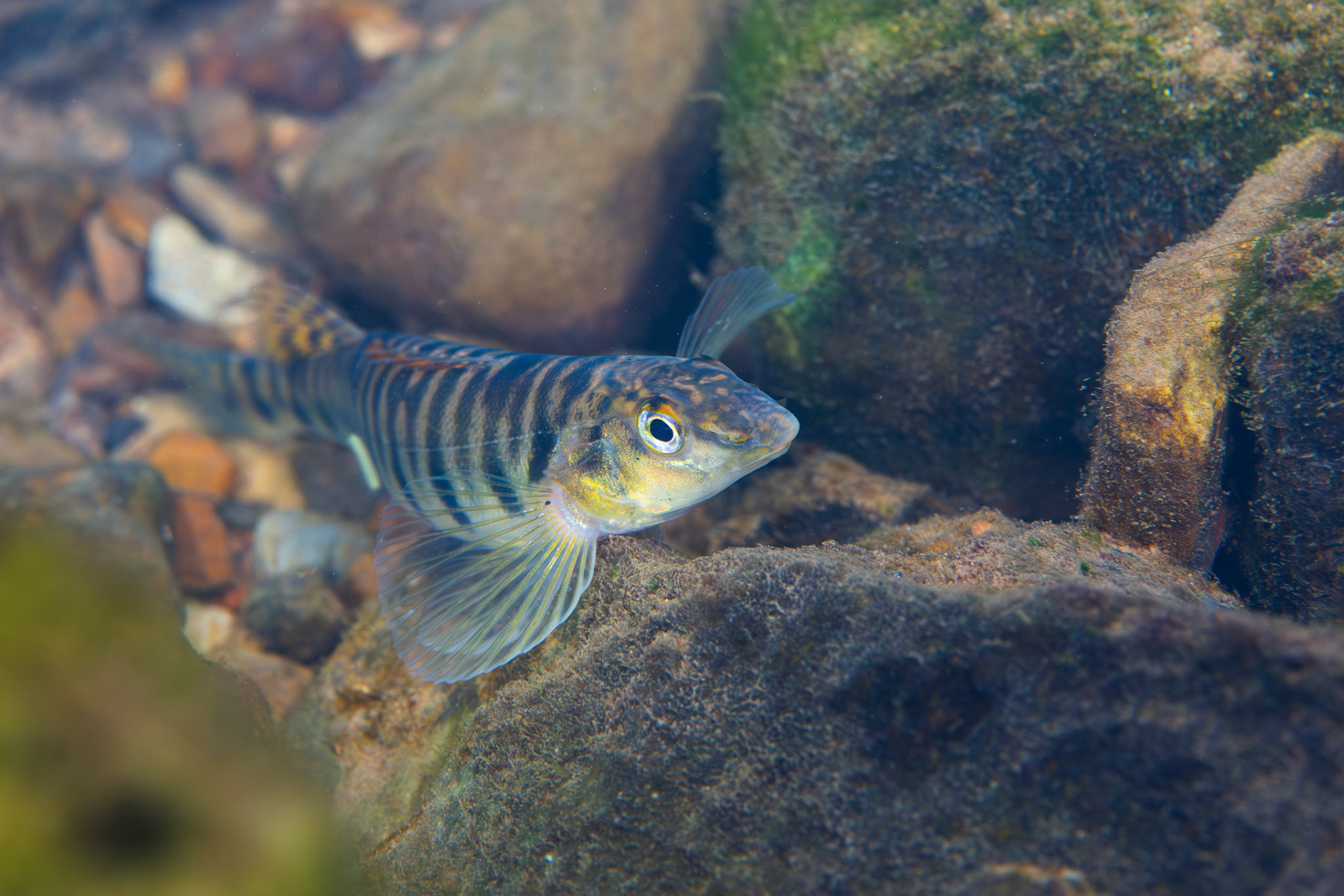 Mobile Logperch (Percina kathae)