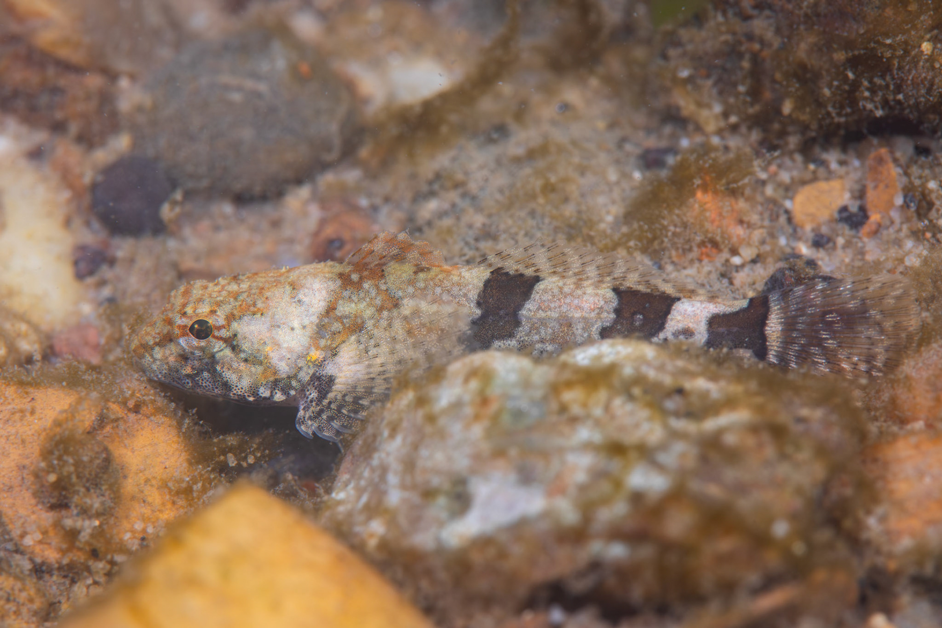 Banded Sculpin