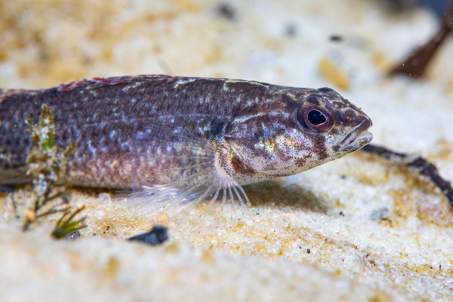 Gulf Darter