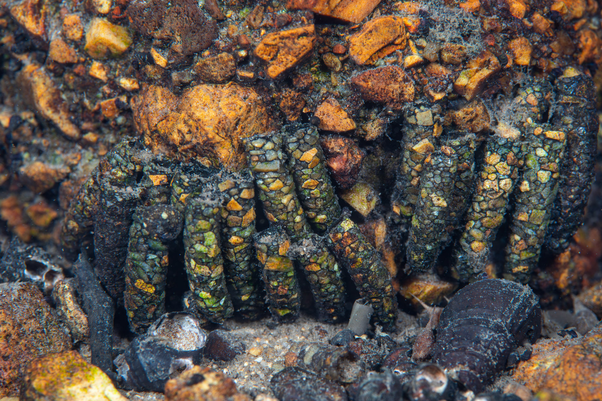 Caddiesfly casings