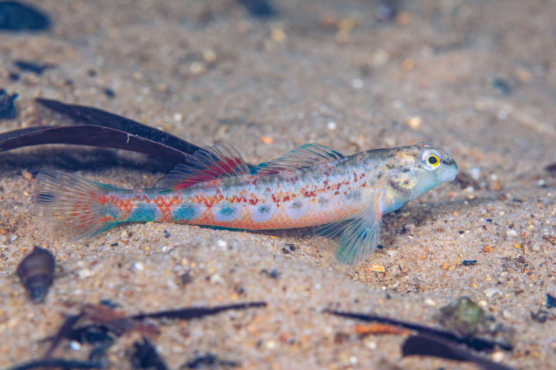 Tombigbee Darter