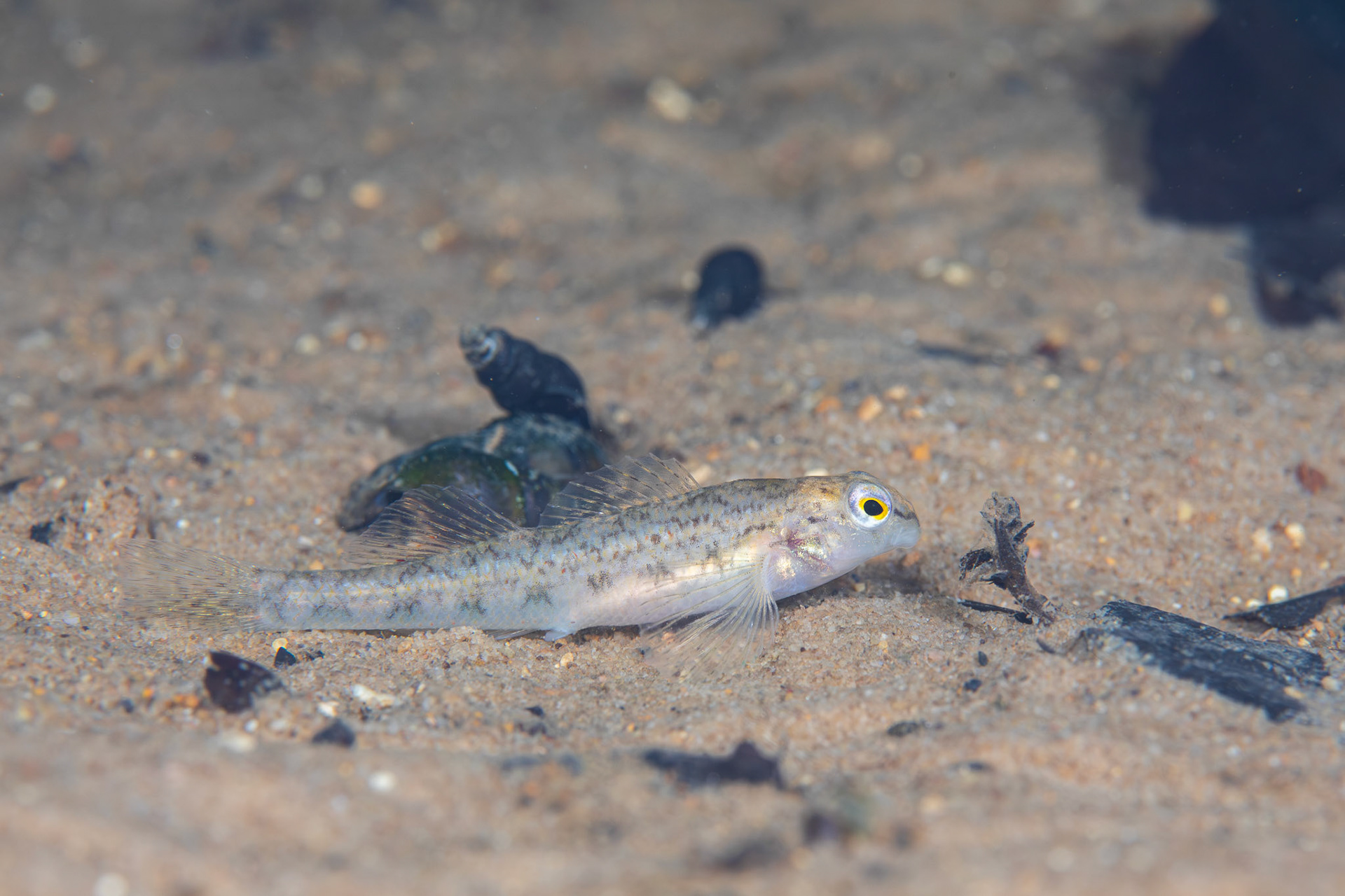 Tombigbee Darter