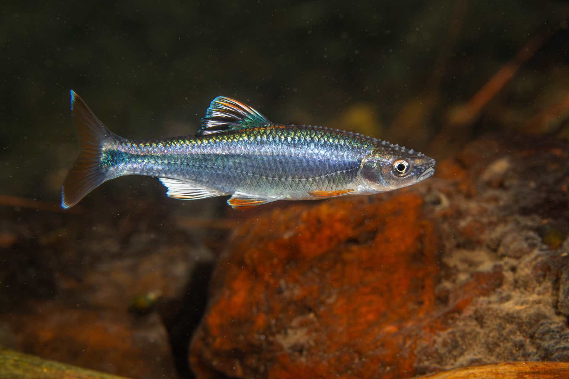 Tricolor Darter