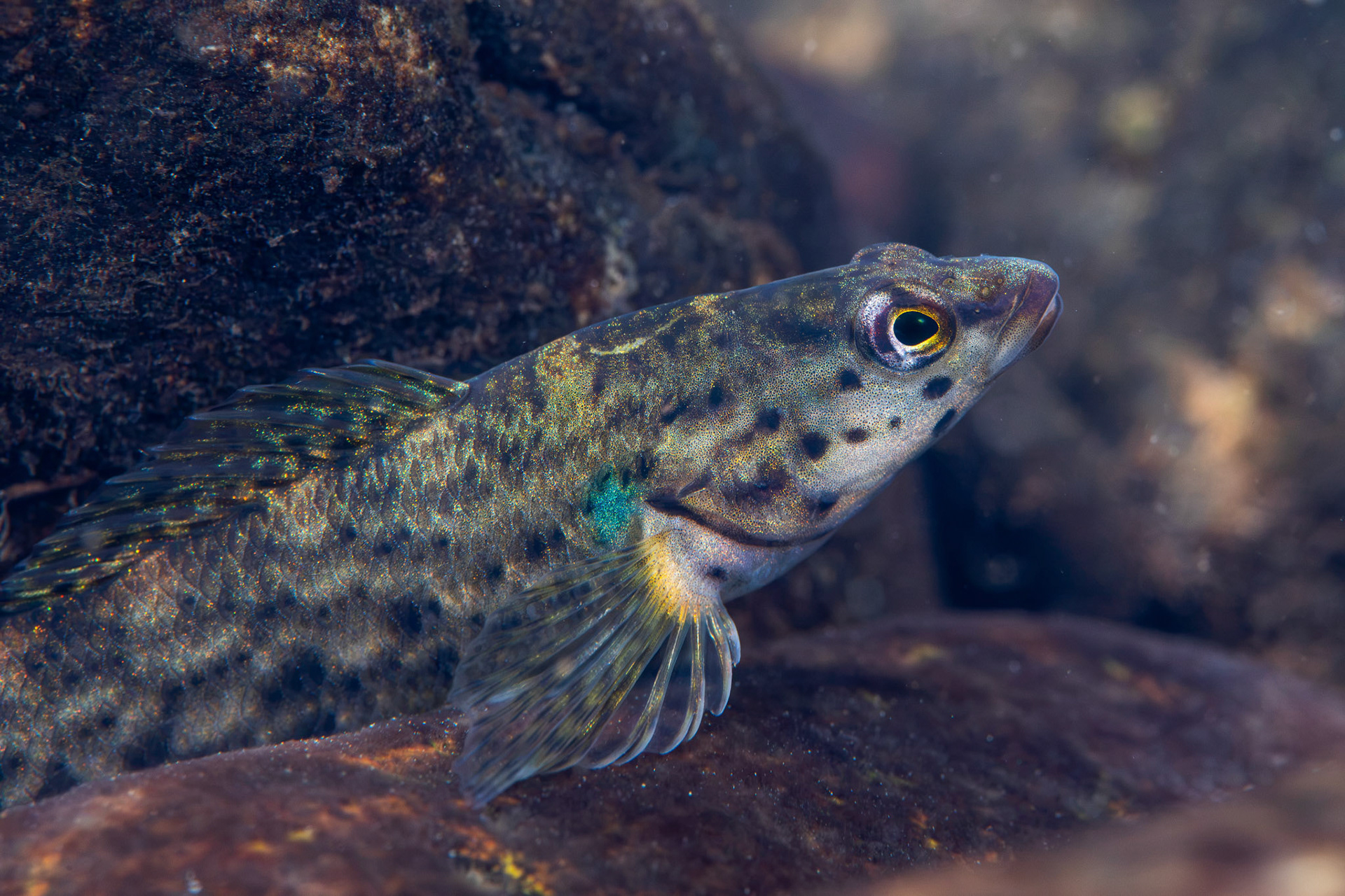 Redline Darter