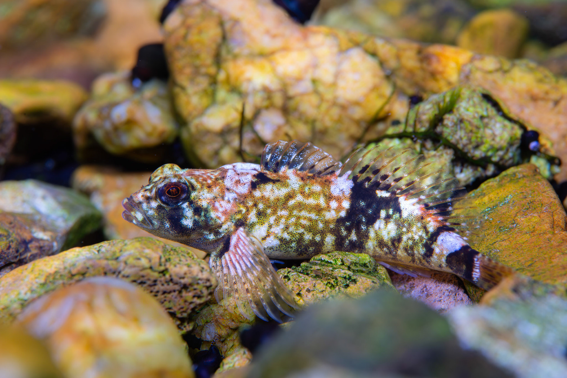 Pygmy Sculpin