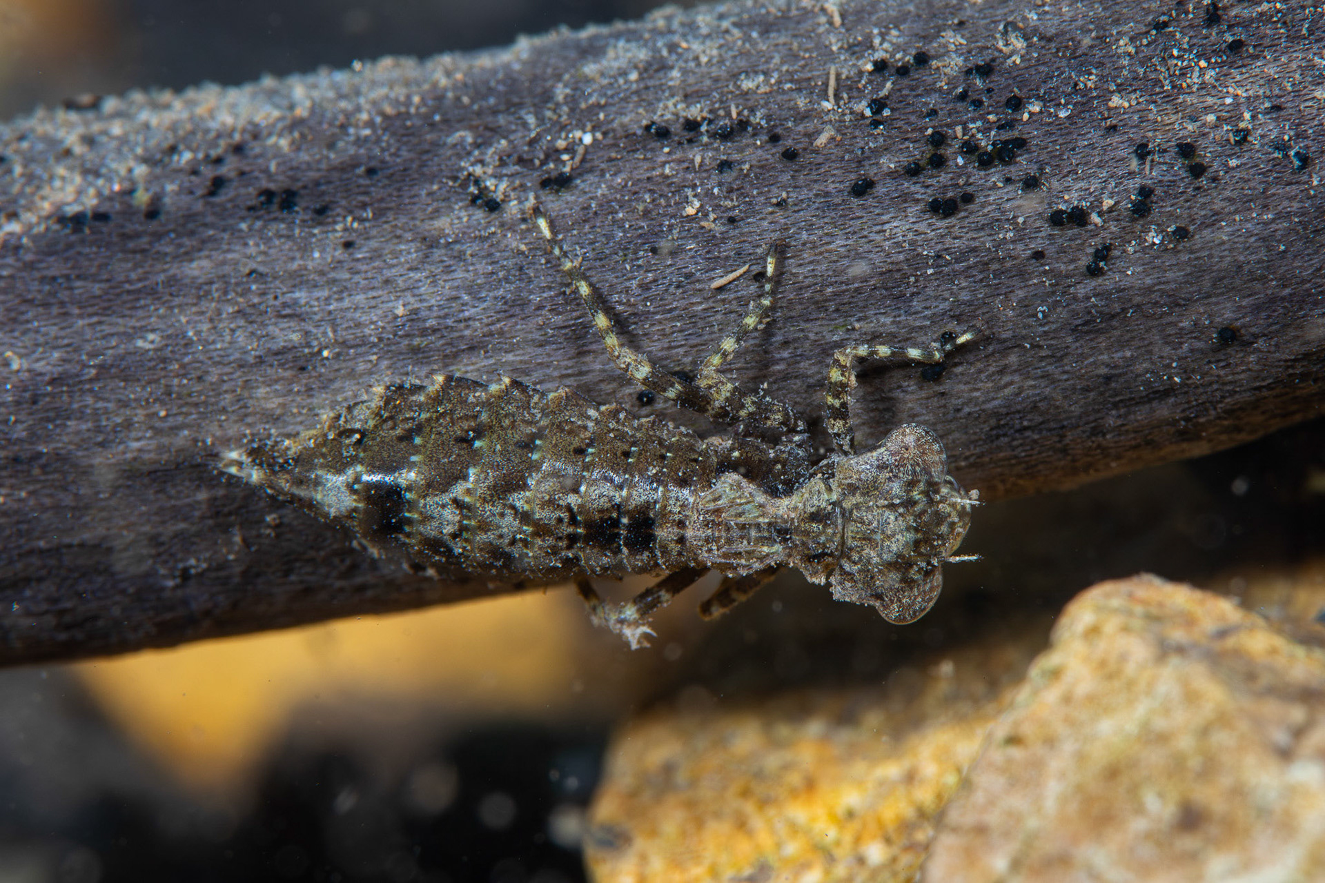 Springtime Darner