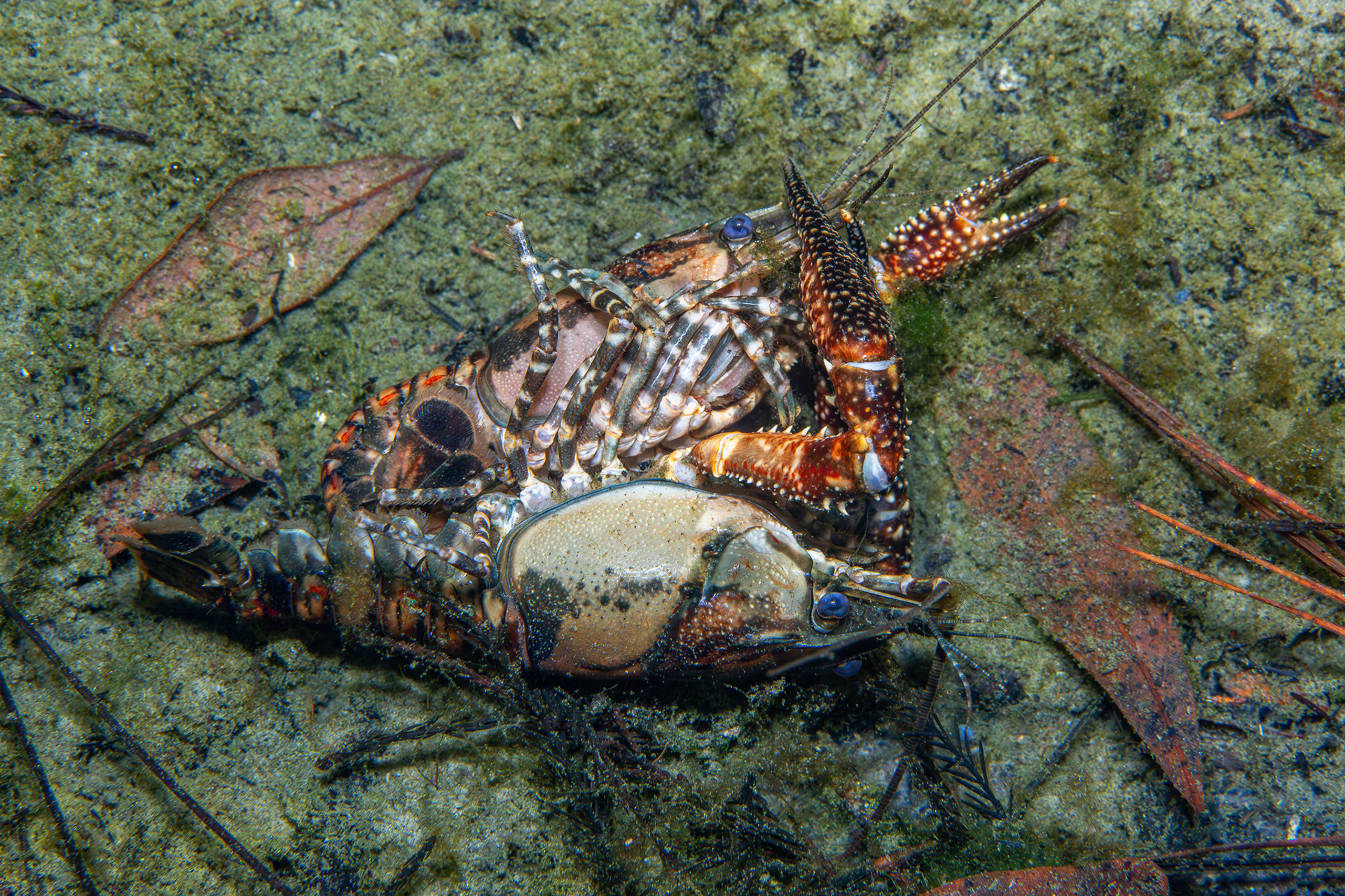 White-tubercled Crayfish