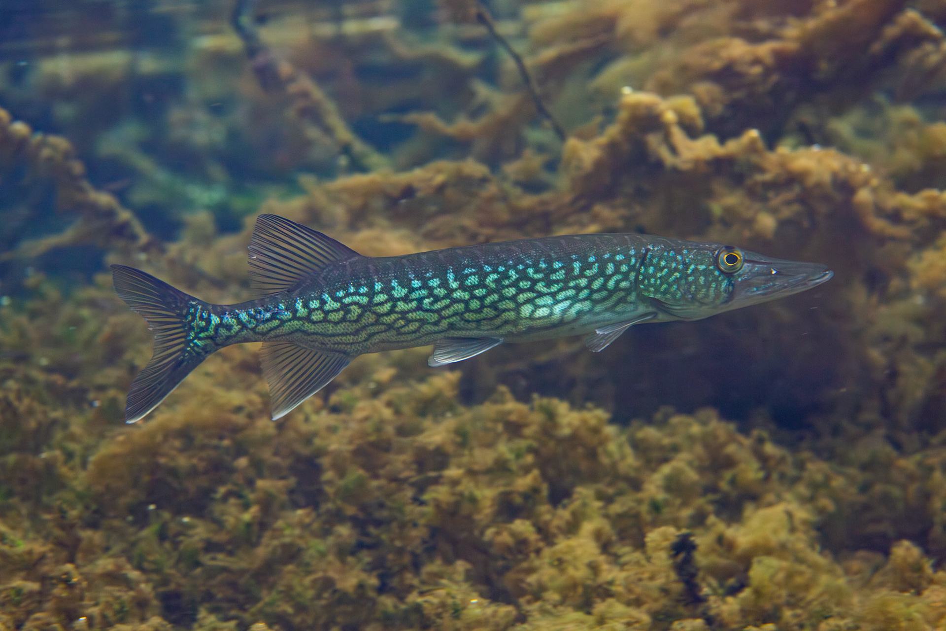 Chain Pickerel