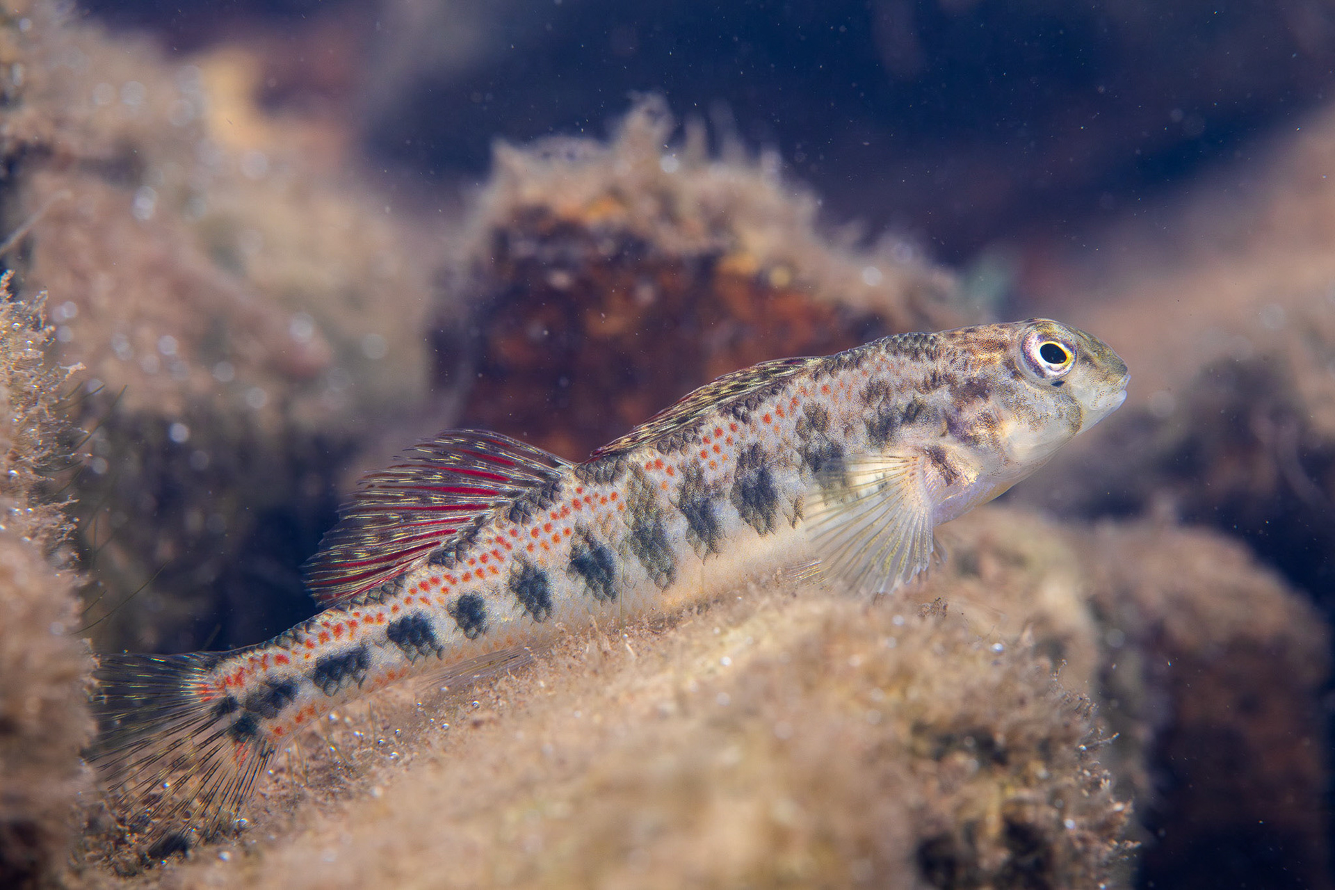 Tennessee Snubnose Darter