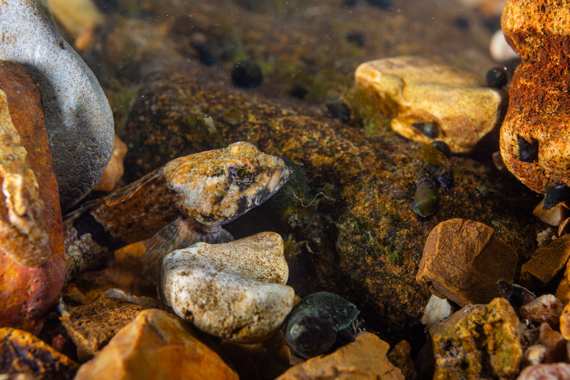 Banded Sculpin (Cottus carolinae)