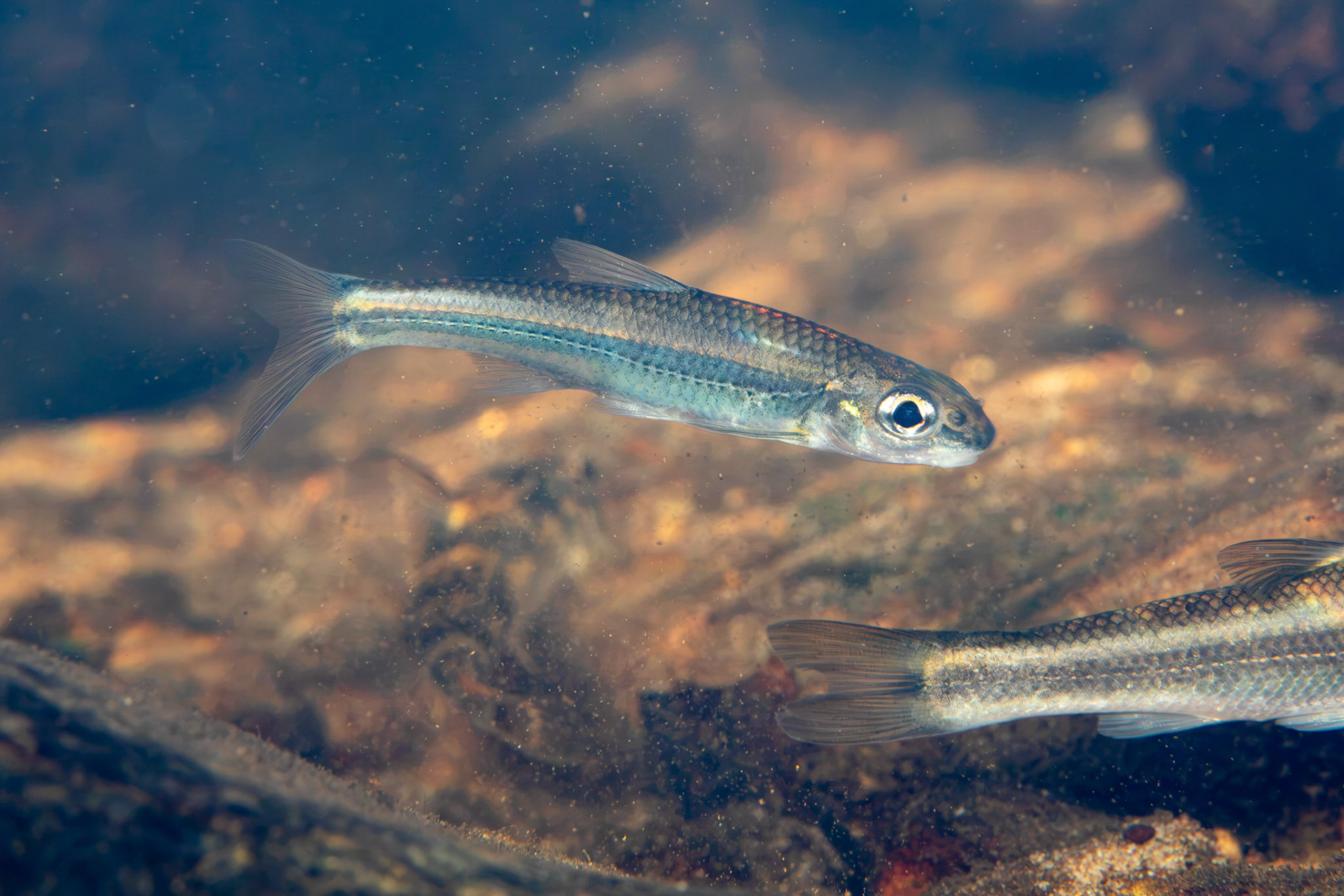 Bigeye Chub