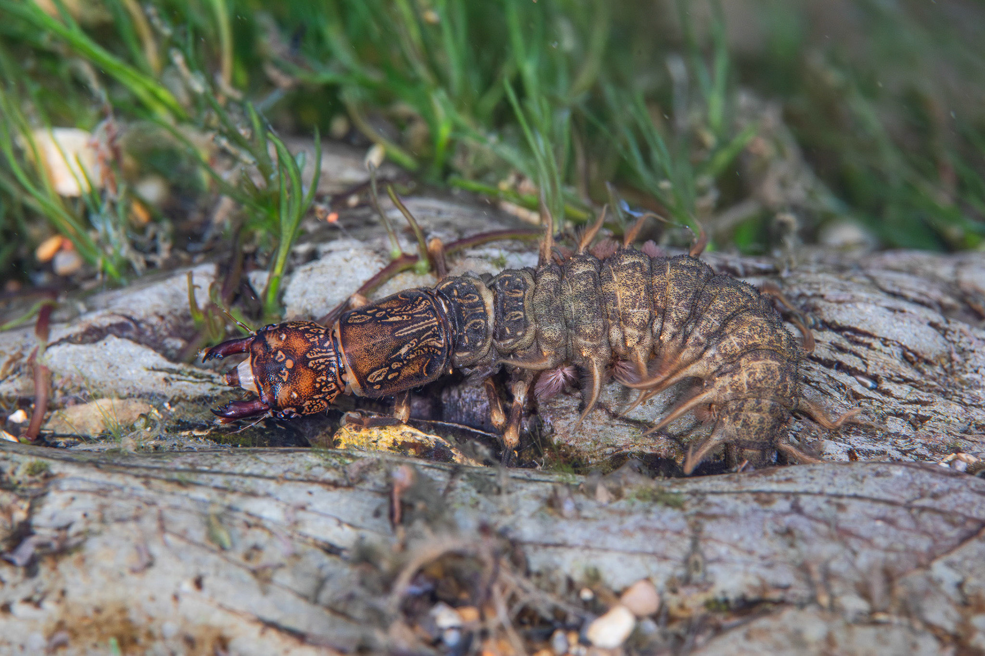 Eastern Dobsonfly