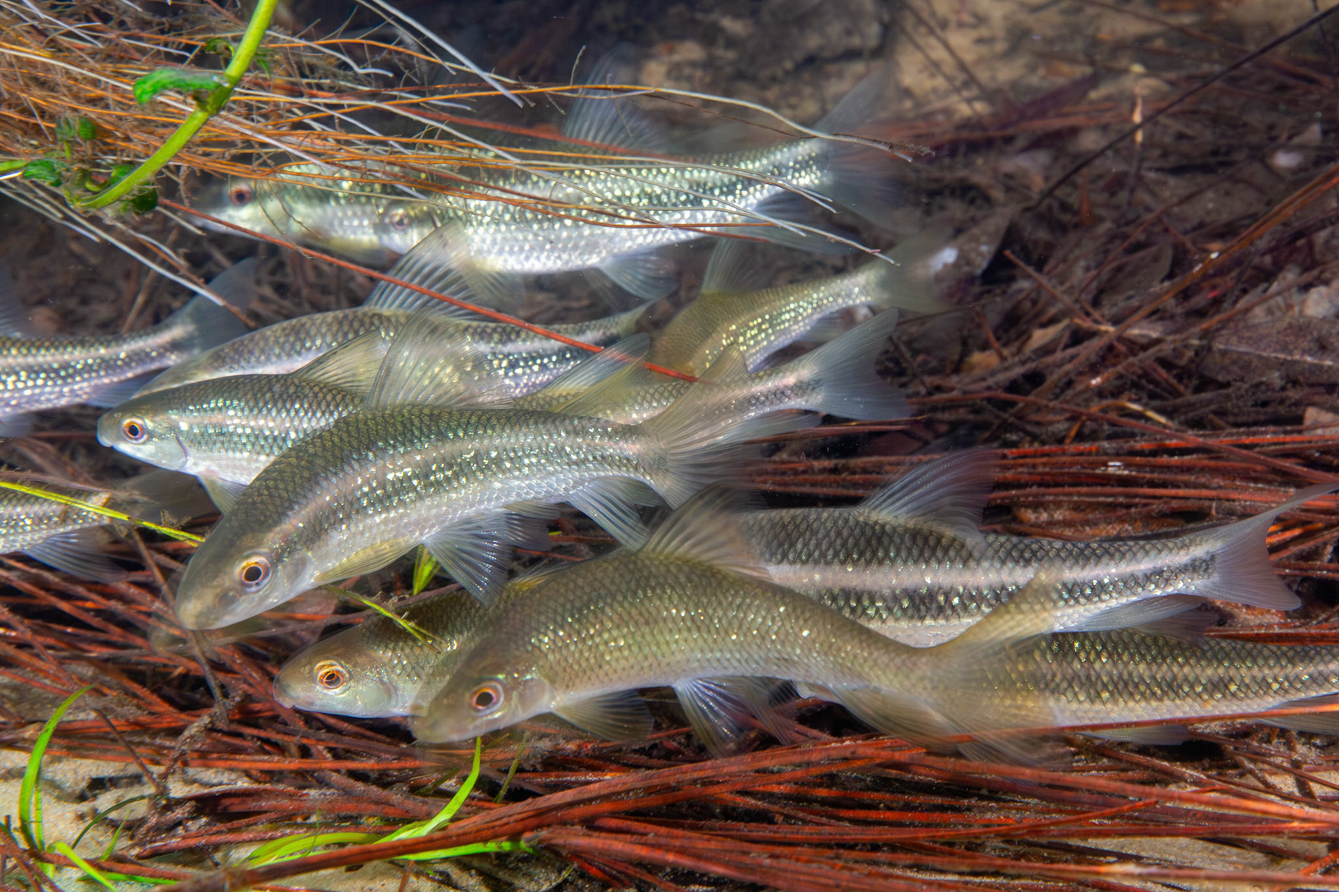 Sharpfin Chubsucker (Erimyzon tenuis)