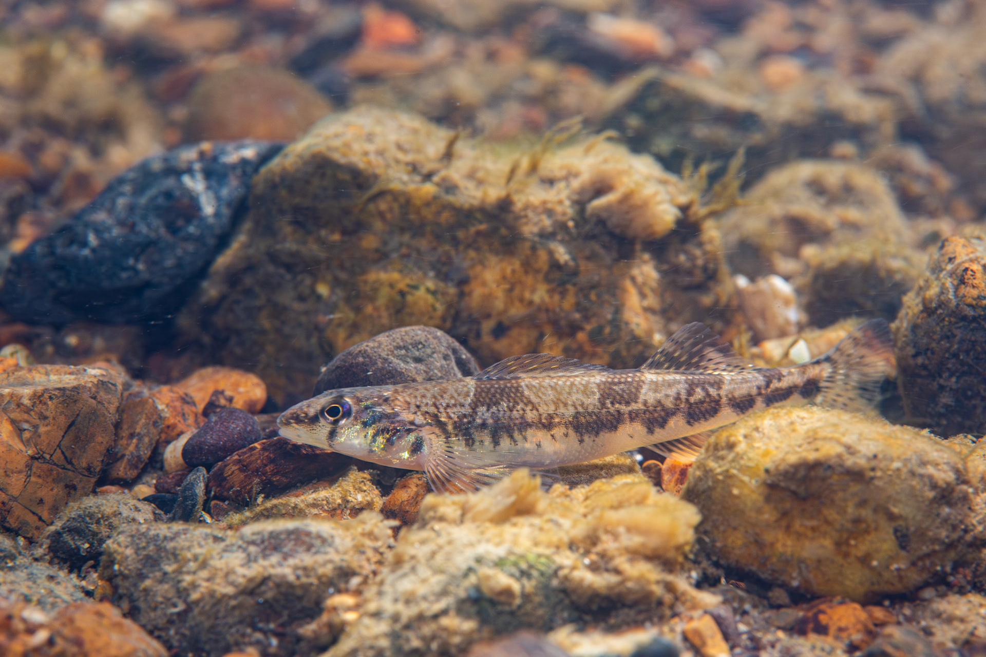Saddleback Darter