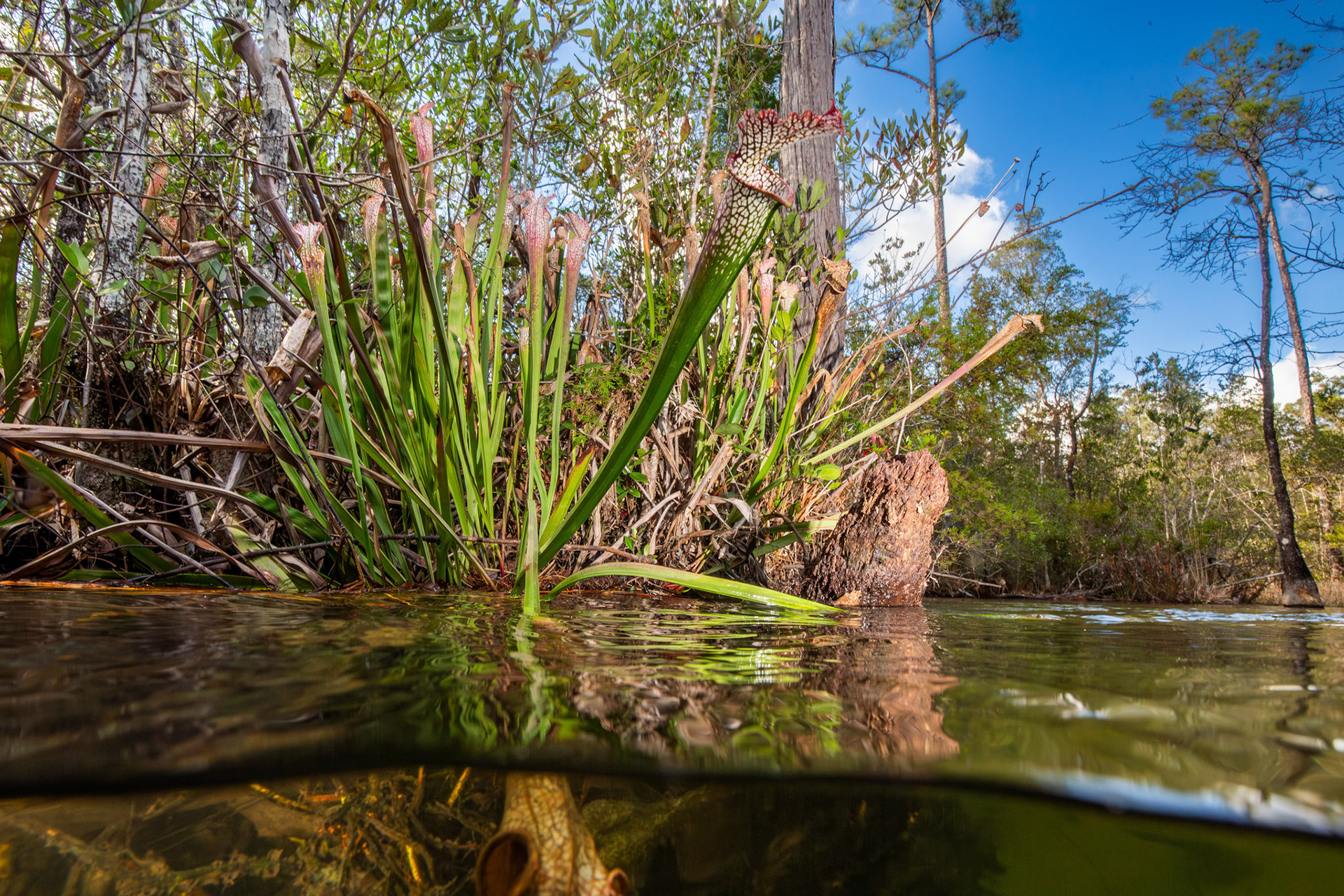 White Pitcher Plant (Sarracenia leucophylla)