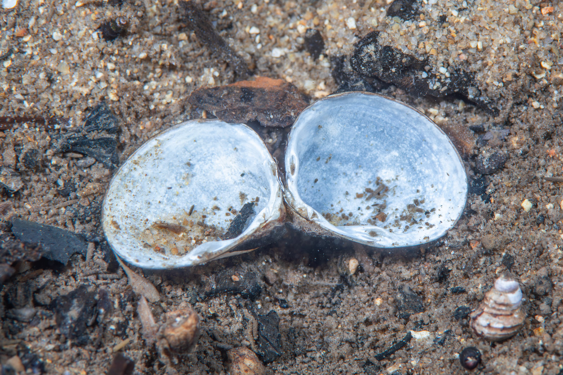 Unidentified Bivalve