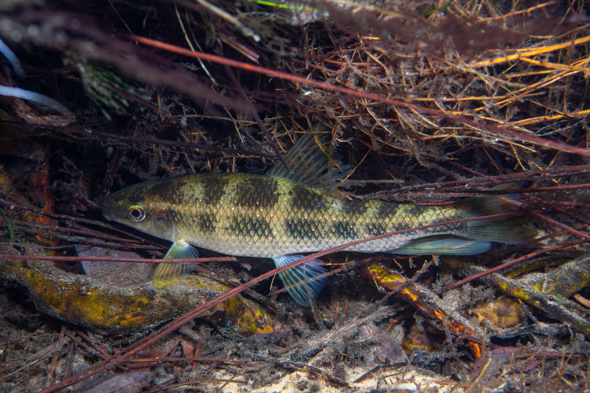 Sharpfin Chubsucker (Erimyzon tenuis)