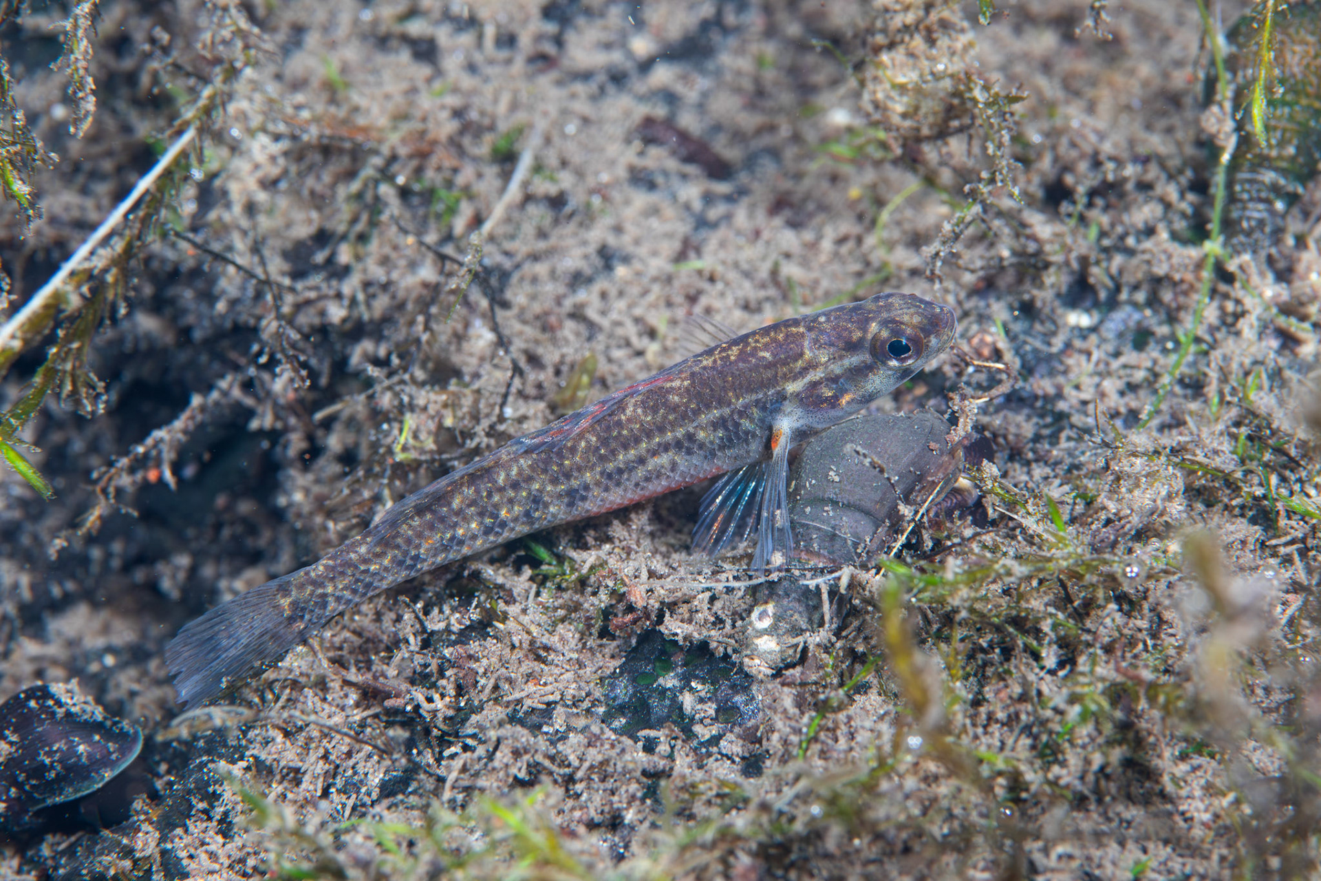 Watercress Darter (Etheostoma nuchale)