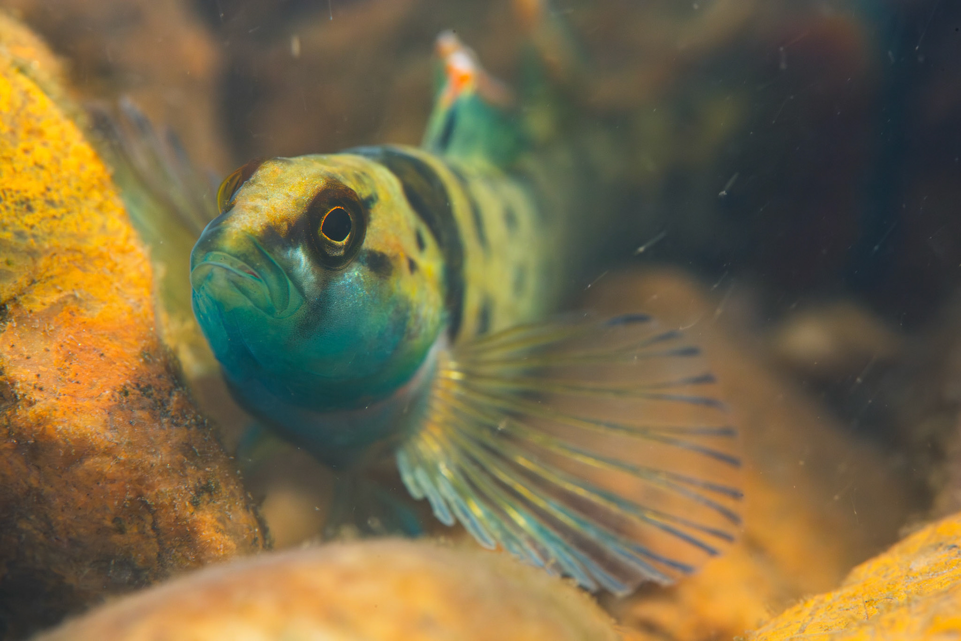 Greenbreast Darter (Etheostoma jordani)