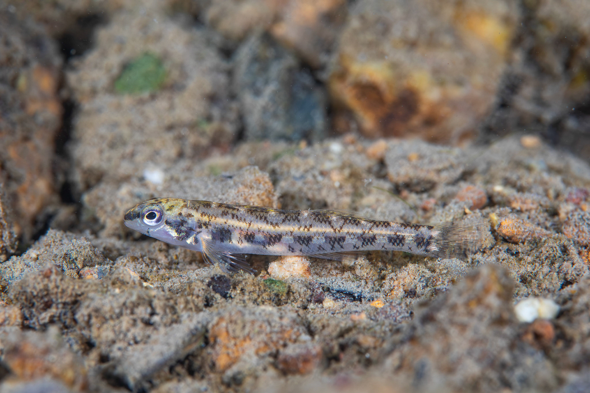 Coosa Darter