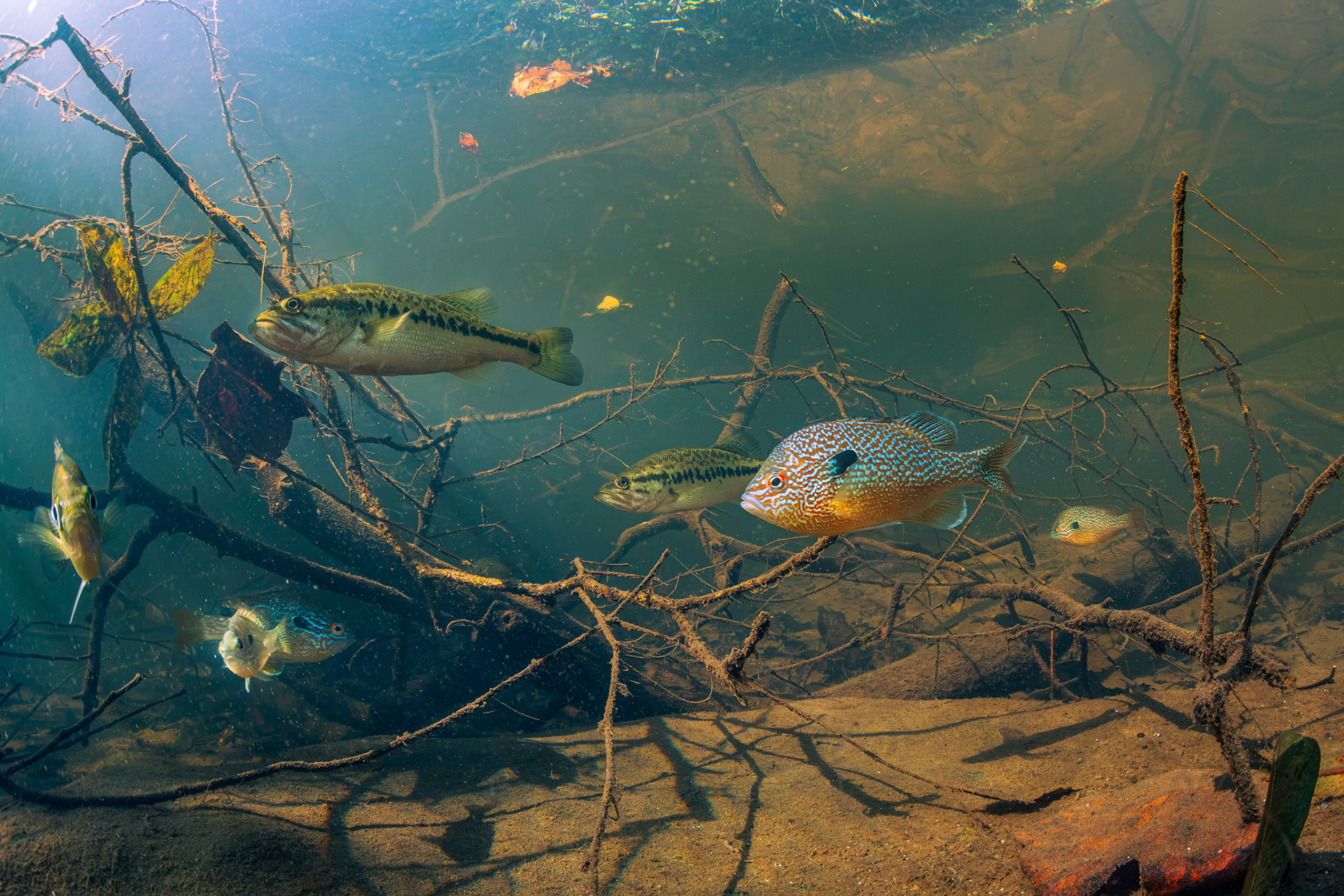 Longear Sunfish and Spotted Bass