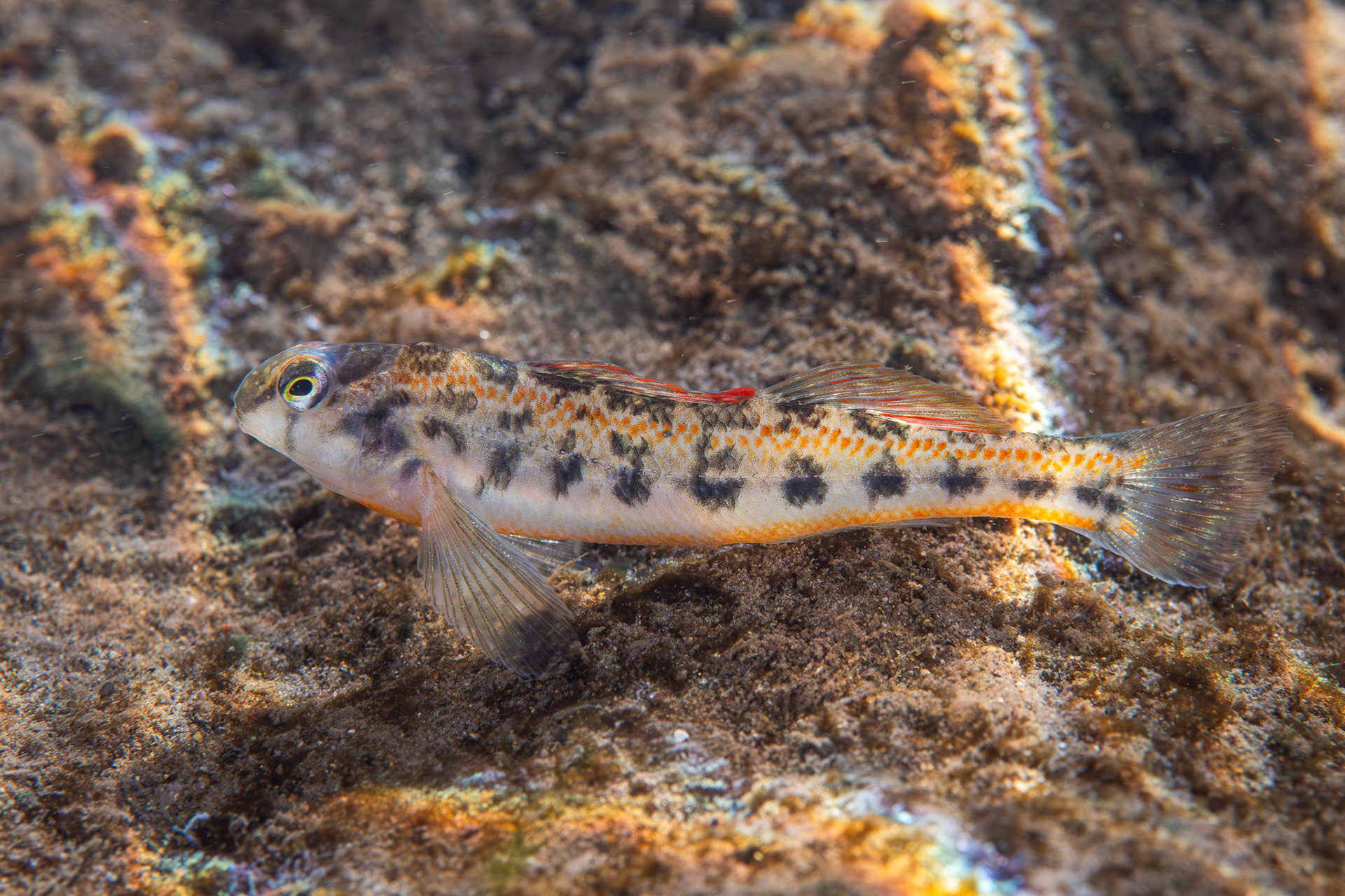 Tennessee Snubnose Darter