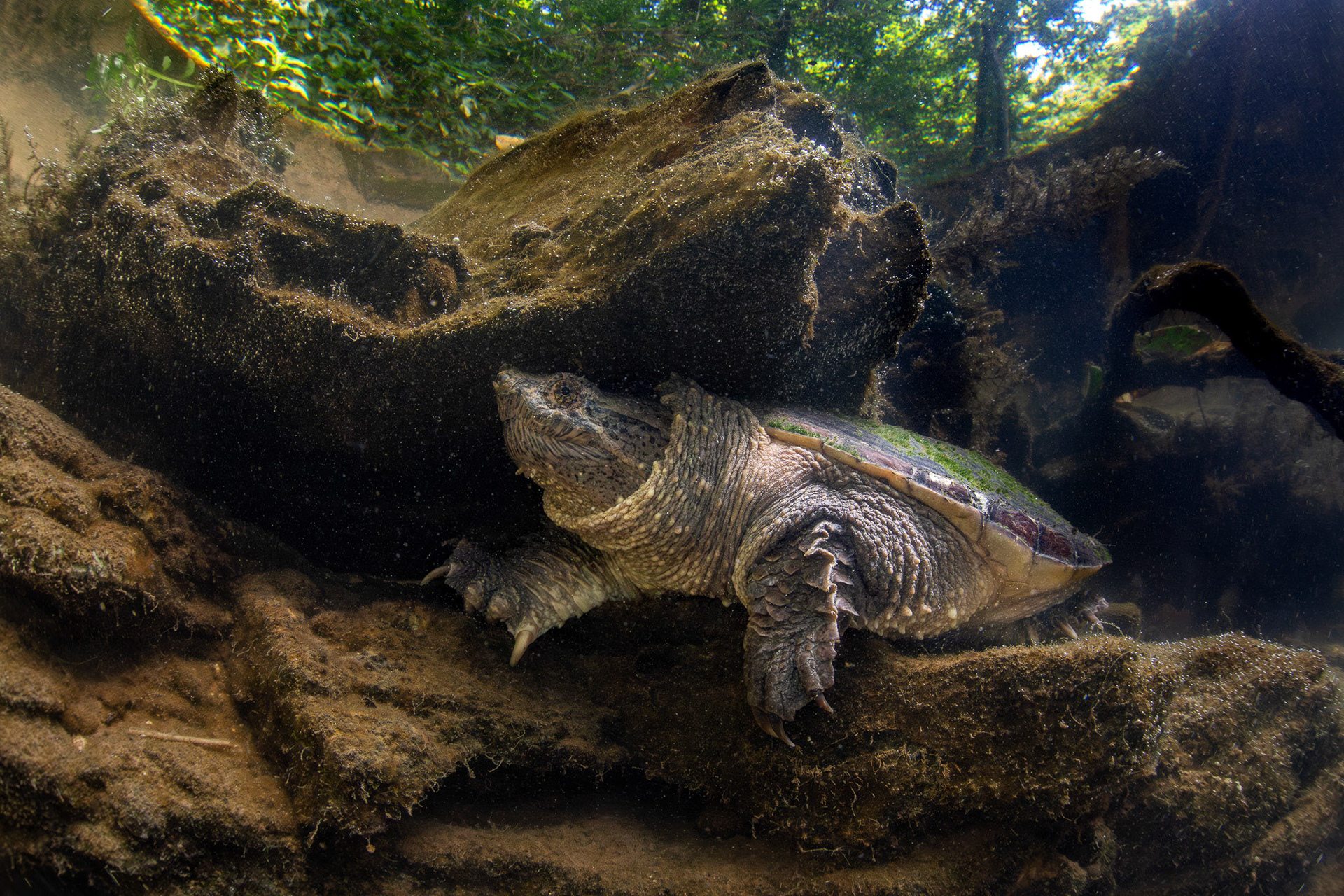 Common Snapping Turtle