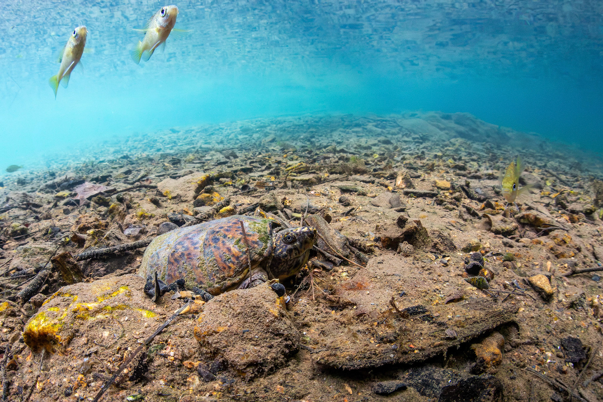 Stripe-necked Musk Turtle