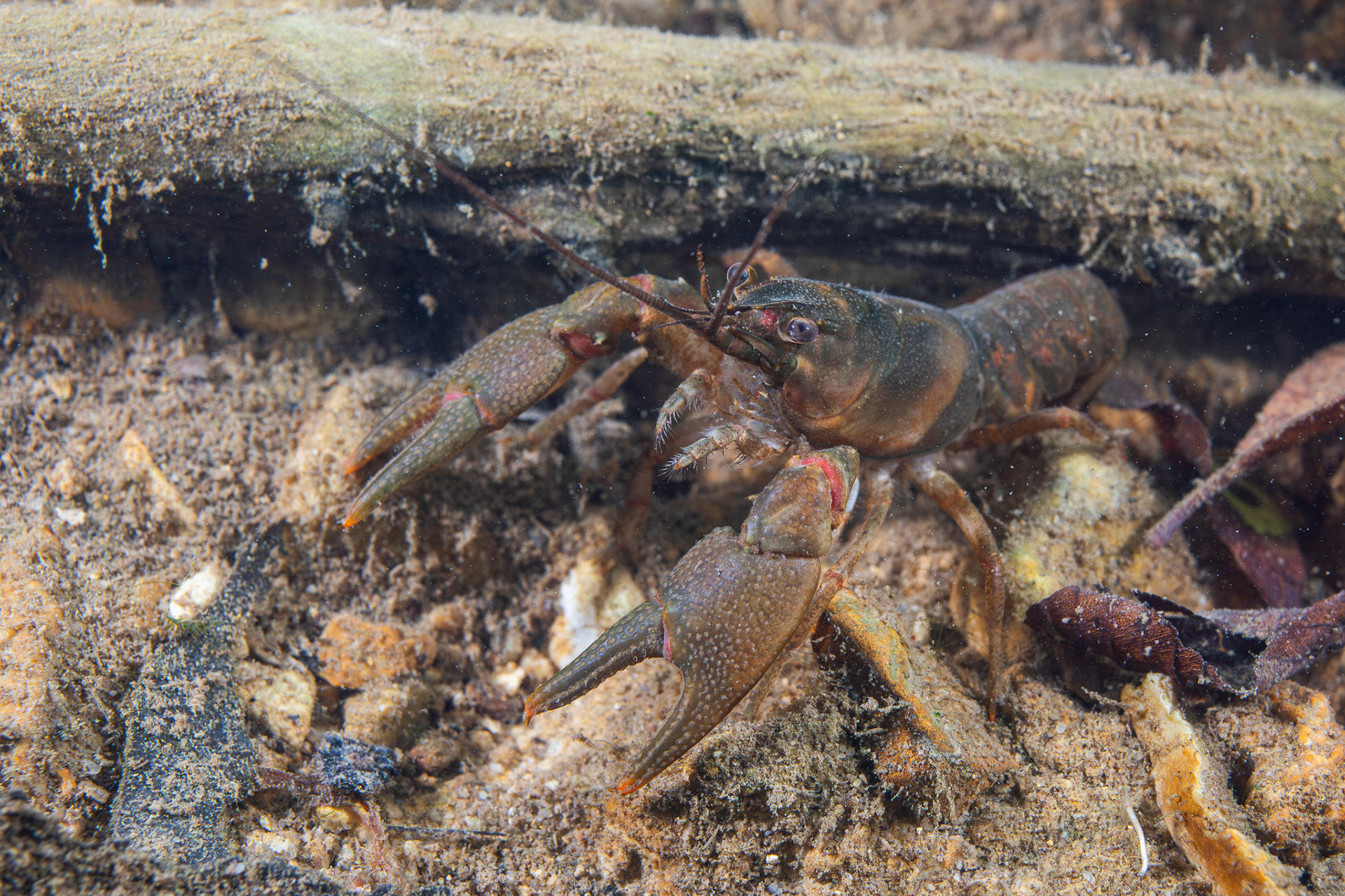 Faxonius sp.
