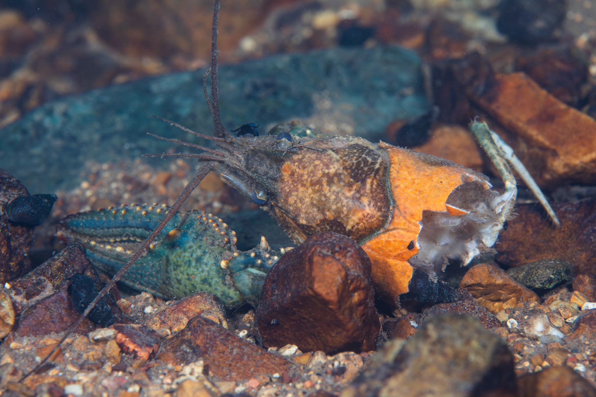 Virile Crayfish